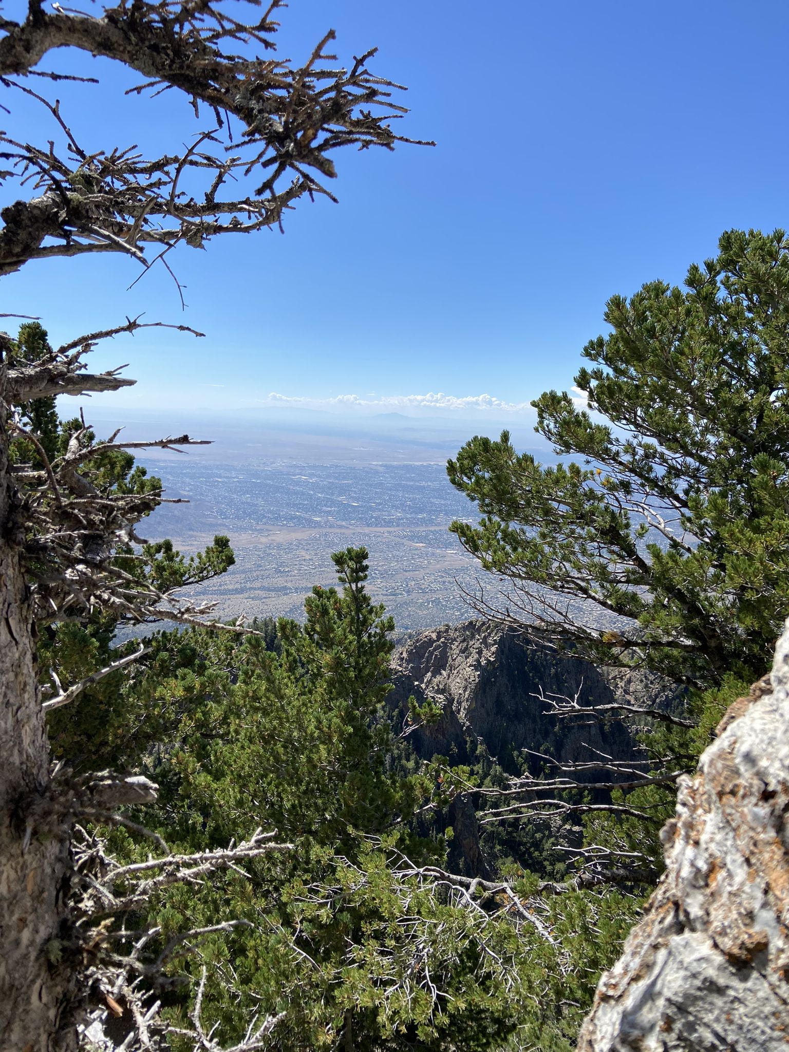 Sunny mountain view through pine branches, overlooking a distant valley. - South Crest Trail