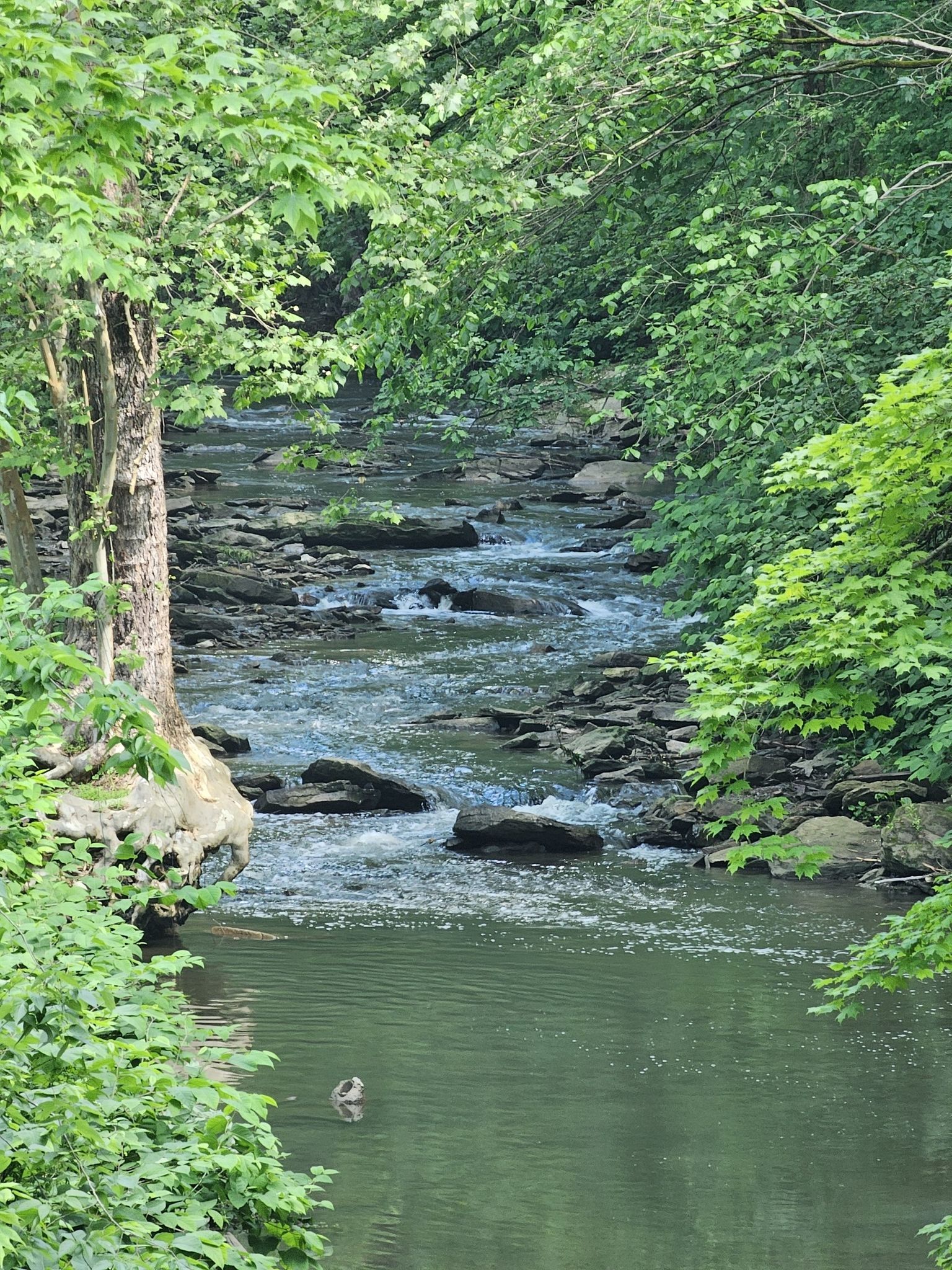 A clear stream with rocks and small rapids, flowing through a green forest. - Montour Trail Trailhead loop from Clairton