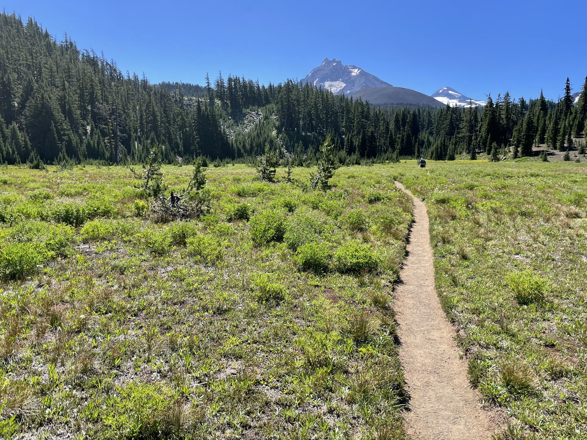 A dirt path winds through a sunny green meadow towards a distant mountain. - PCT: Oregon Section E - Highway 58 to Highway 242 (McKenzie Pass)
