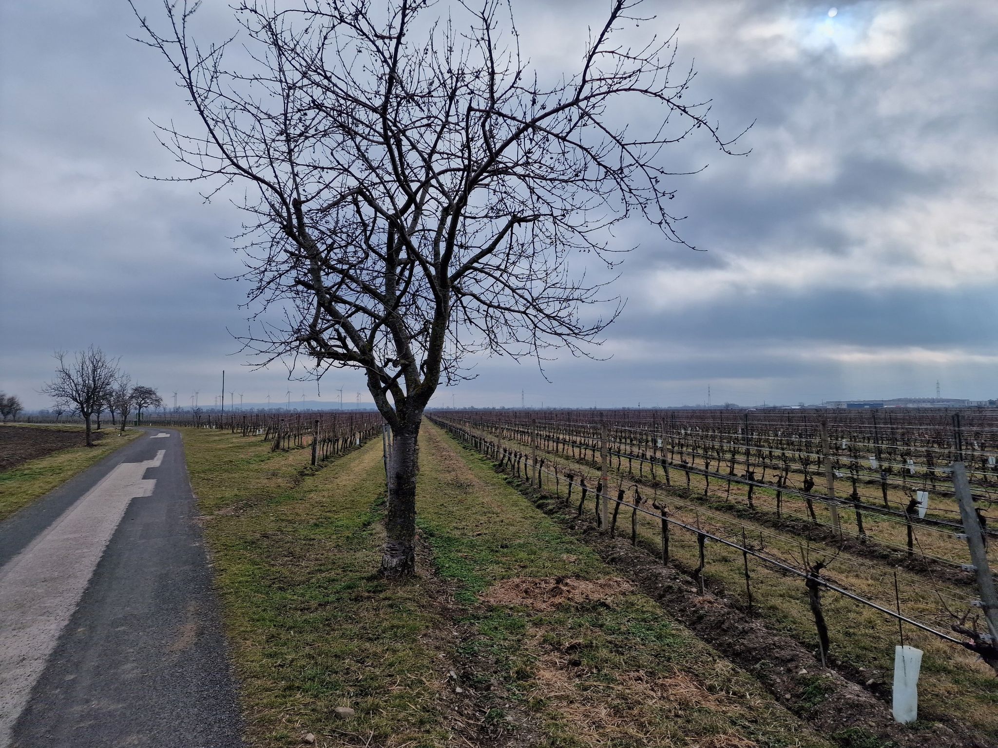 Am Weg nach Pottendorf