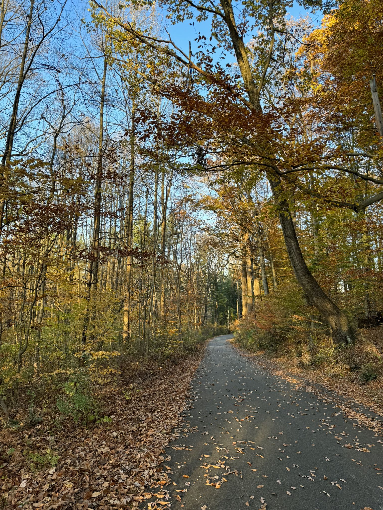 Paved path through a forest with vibrant autumn leaves under a blue sky. - Smedley Park – Ridley Creek overlook loop from Wallingford