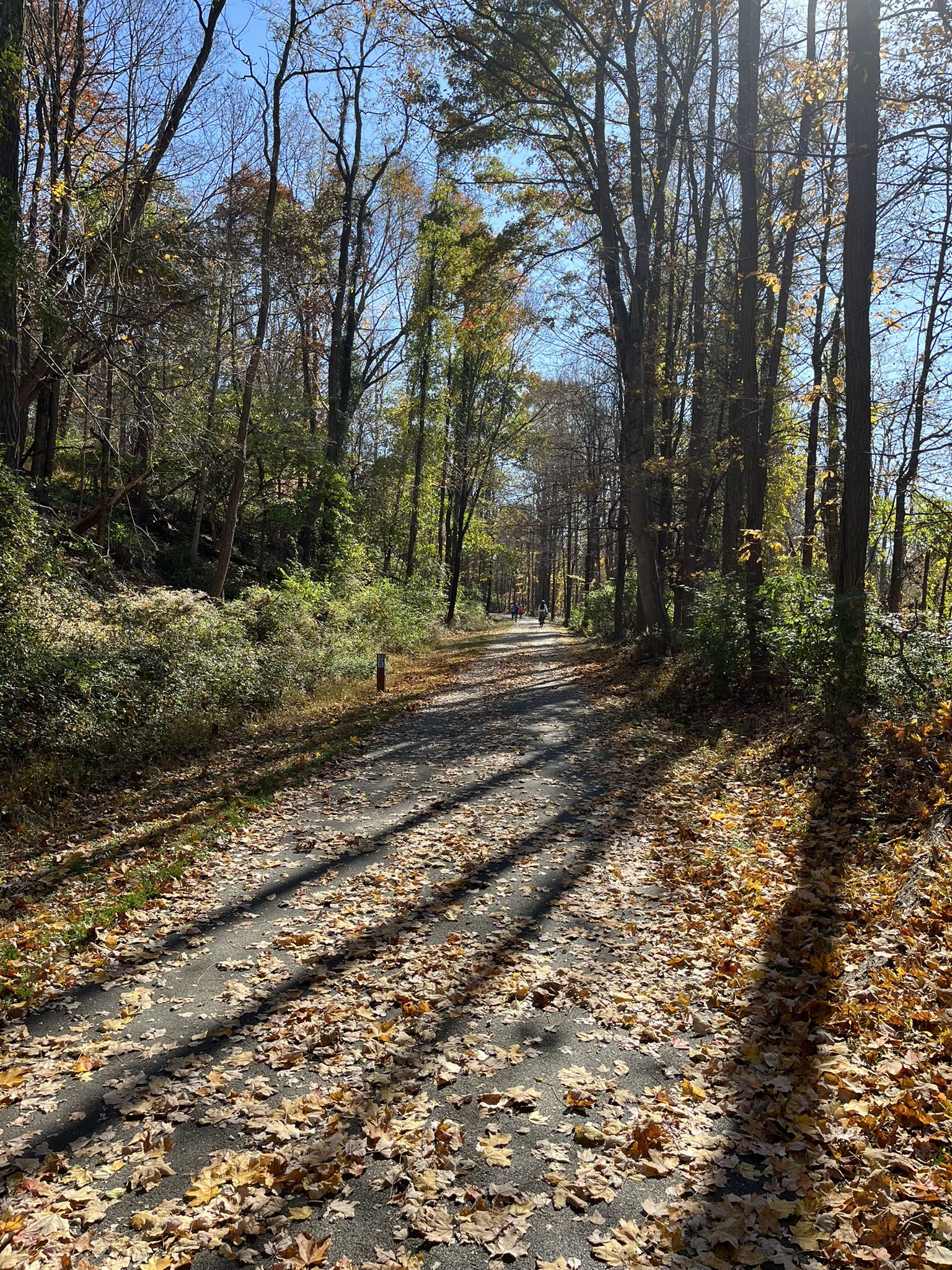 Forest path covered in autumn leaves with long shadows on a sunny day. - The Pine Bridge Monument – Lake Casse loop from Kitchawan Nature Preserve