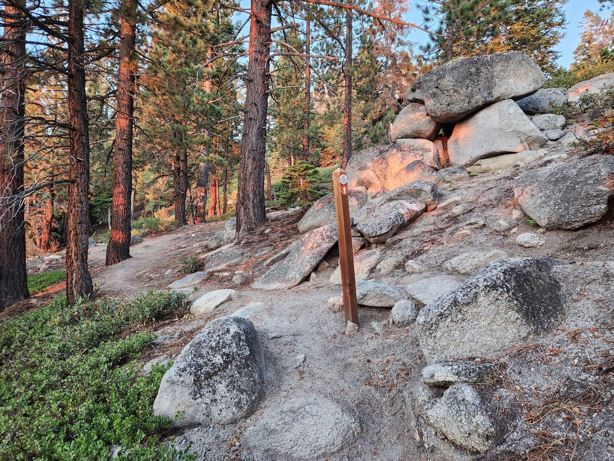 Forest trail at sunset, with warm light on pine trees and large rocks. - Kingsbury South/Stagecoach Access