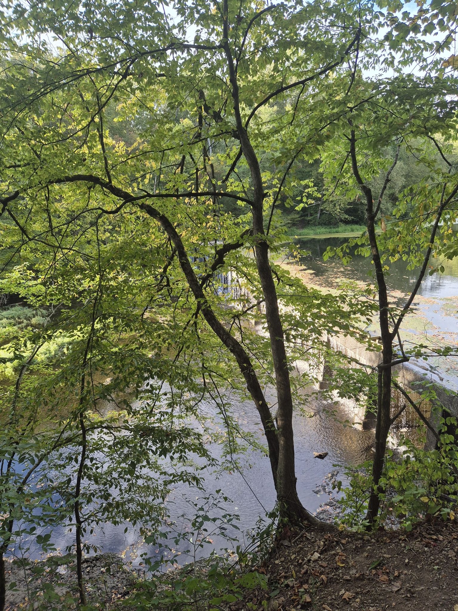 Green trees frame a calm body of water, dappled with sunlight. - Hiking loop from Manchester
