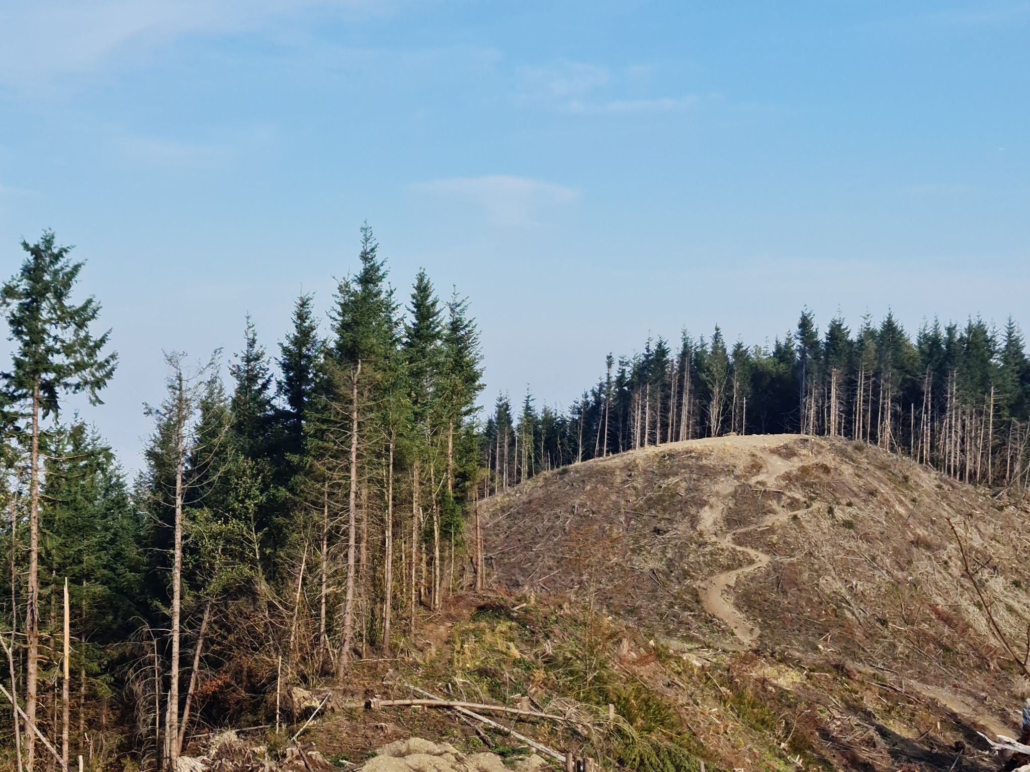 Clearcut hillside with a winding path and a dense forest edge under blue sky. - West Tiger 2 & 3 loop