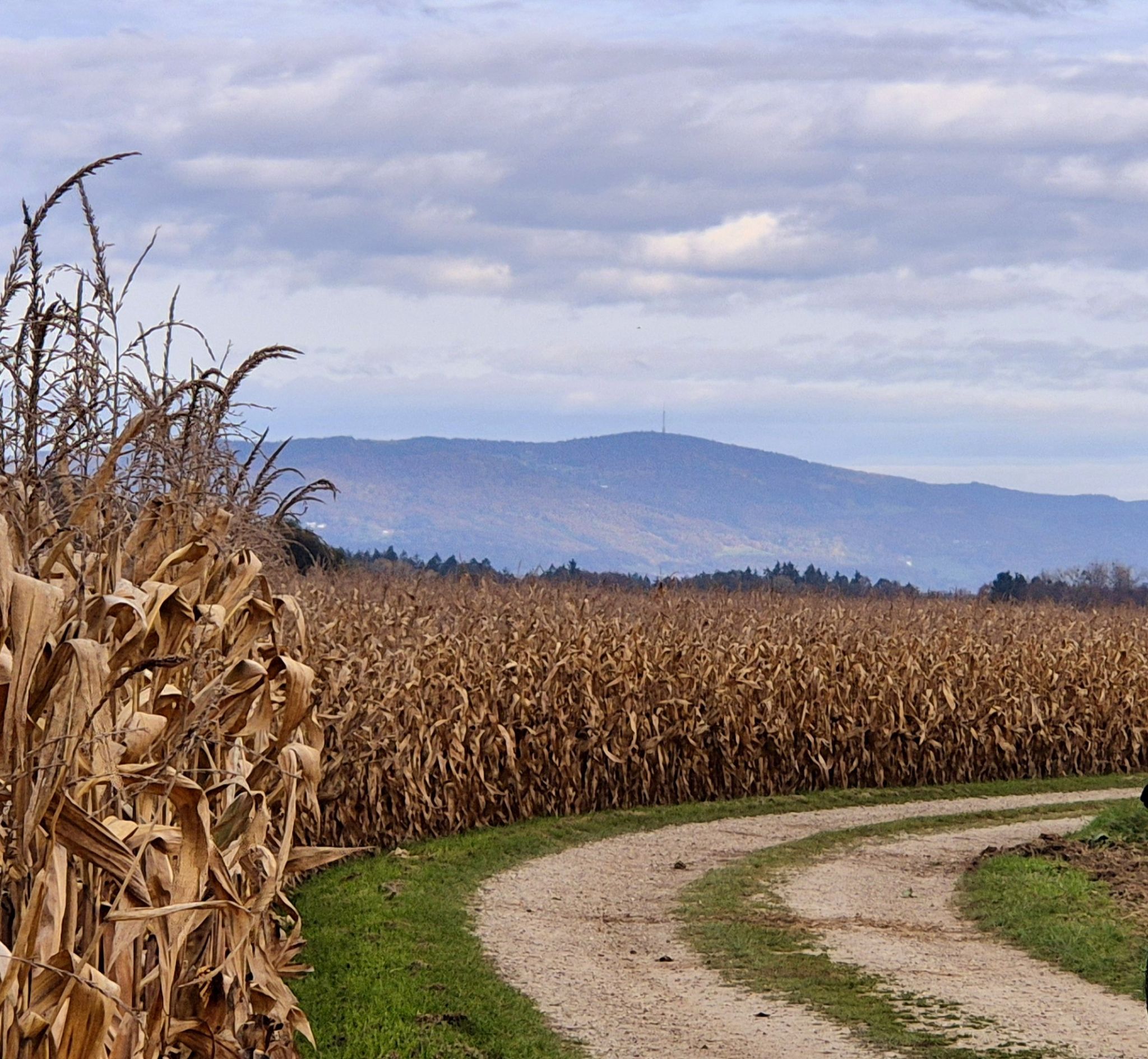 Blick übers Maisfeld zum Brotjackel