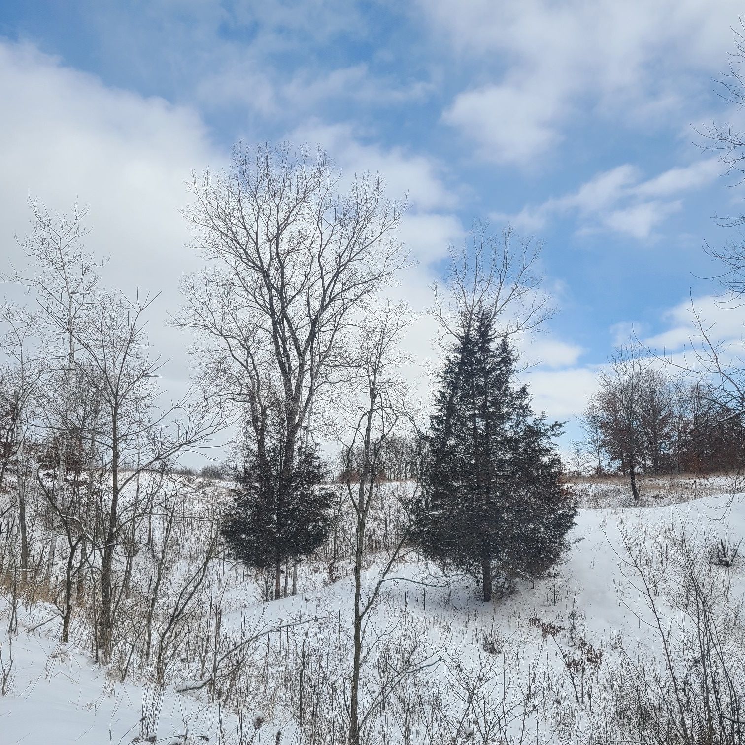 Snowy landscape with tall bare trees and evergreens under a bright sky. - Hiking loop from Fort Custer Recreation Area