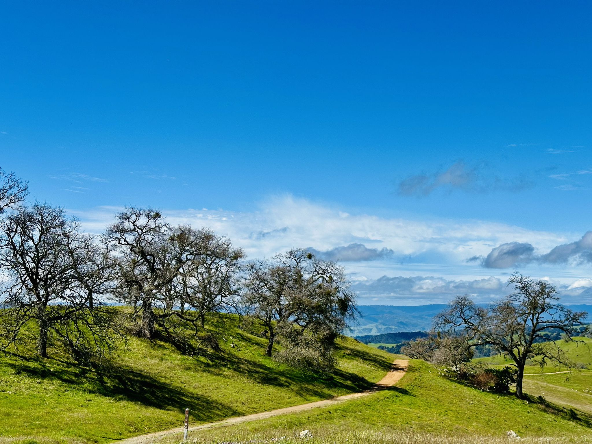 A dirt path curves through a vibrant green hillside under a bright blue sky. - Willson Peak and Kelly Lake Loop
