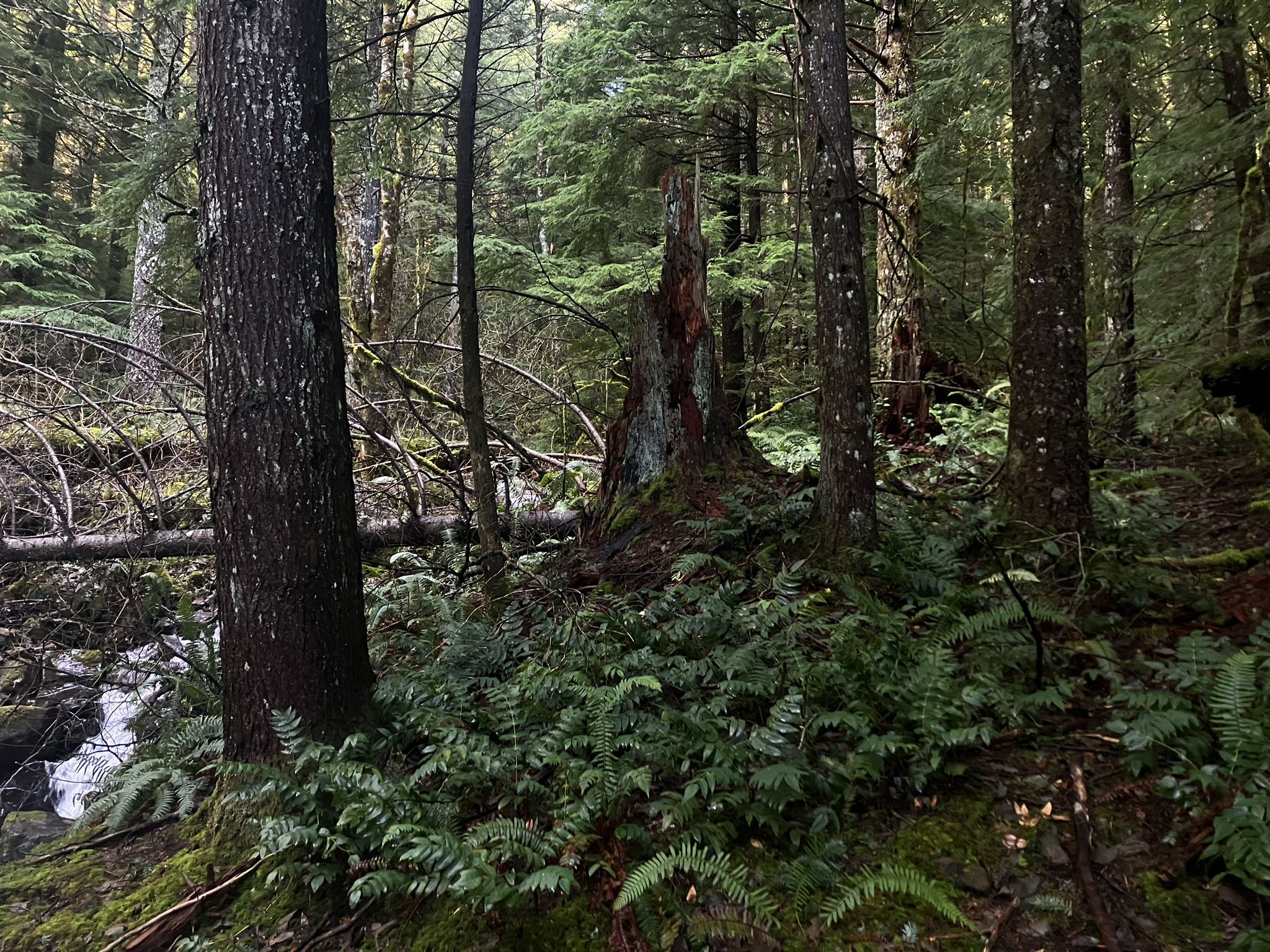 Dense forest floor with ferns, moss, and a large tree stump. - Hidden Falls via Tarbell Trail