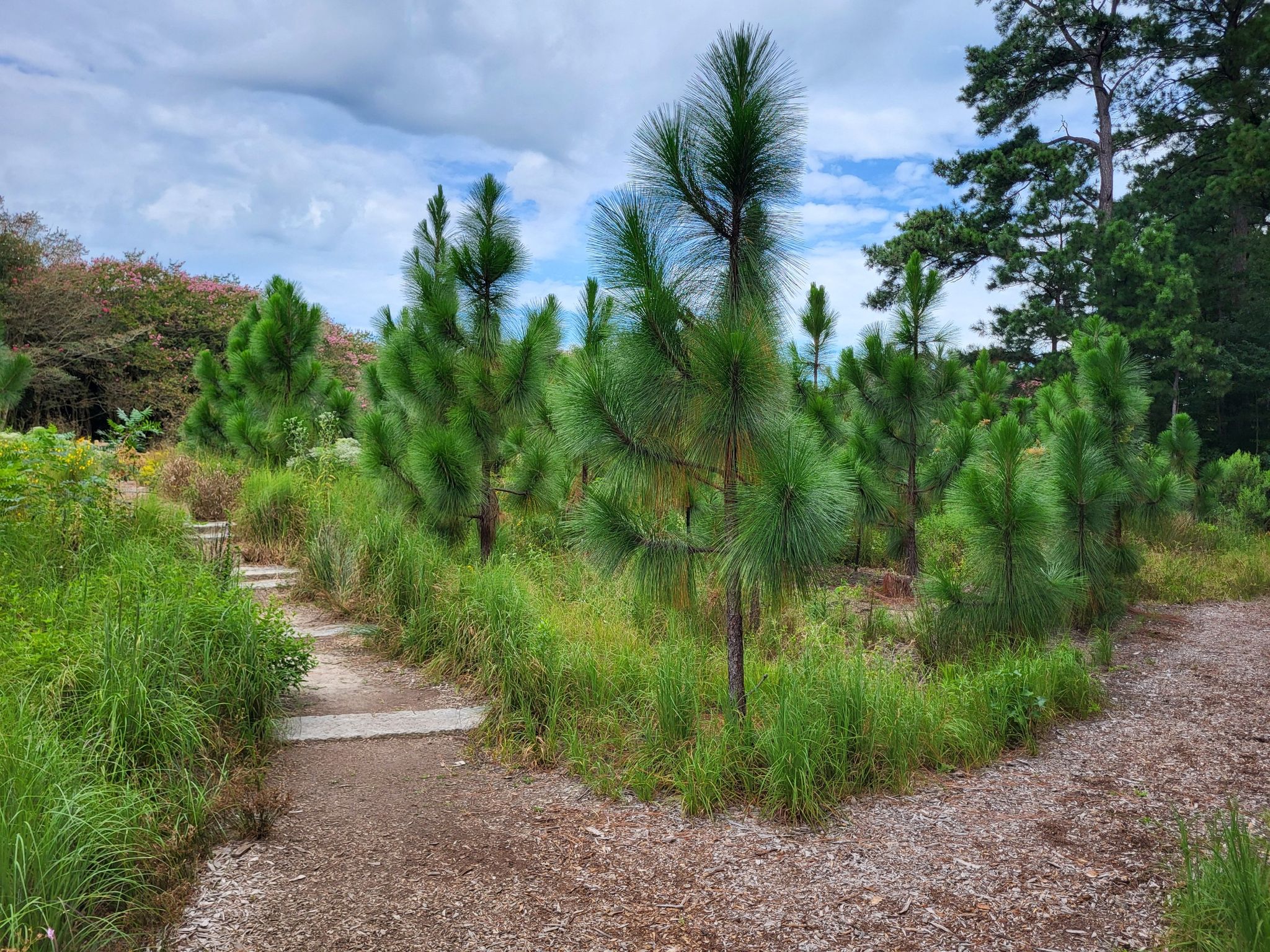 Two dirt paths diverge through a field of young pine trees under a cloudy sky. - Norfolk Botanical Garden and Mirror Lake Loop