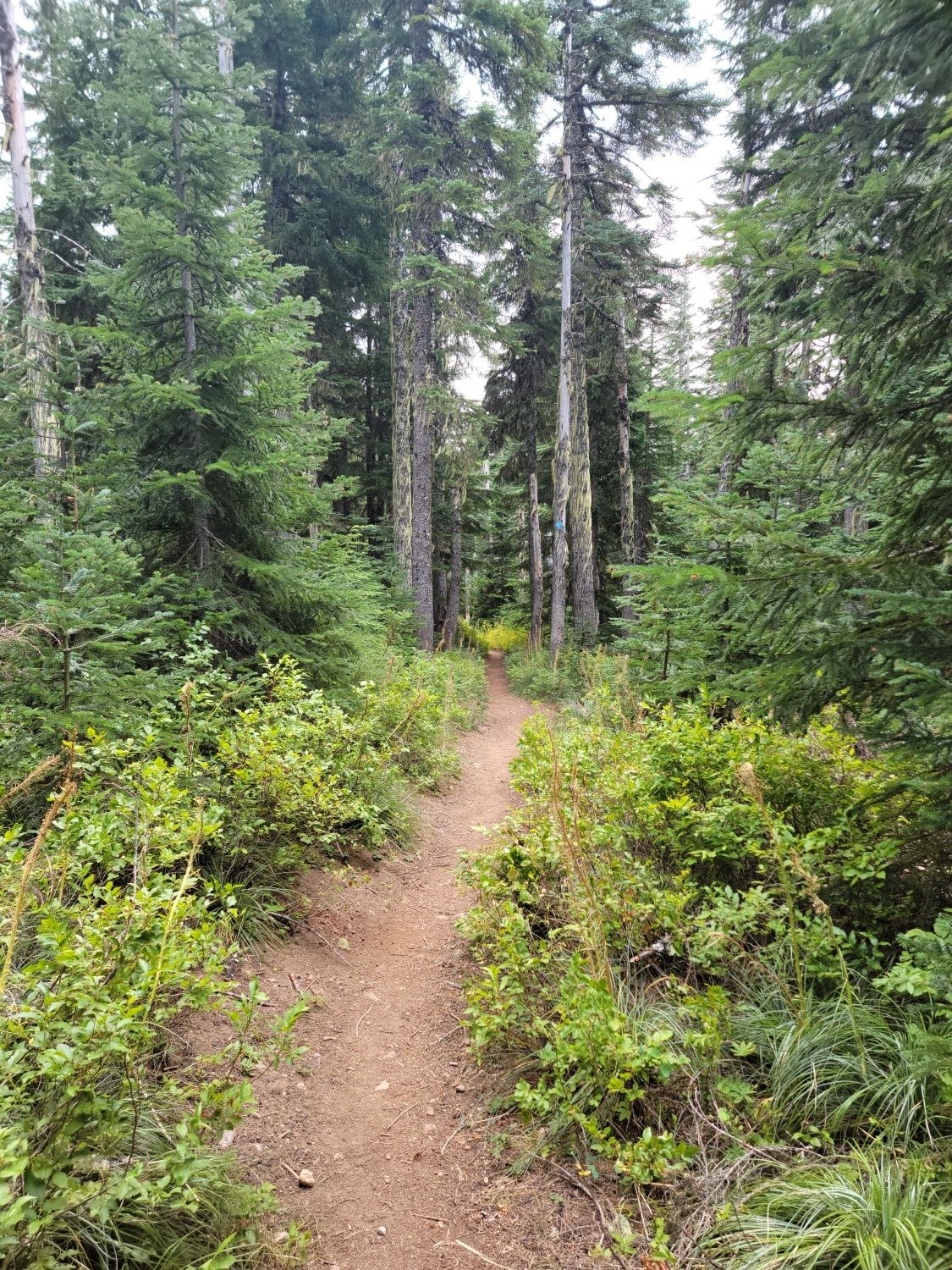 Narrow dirt trail winding through a dense forest of tall evergreen trees. - Frog Lake Butte and Twin Lakes Loop