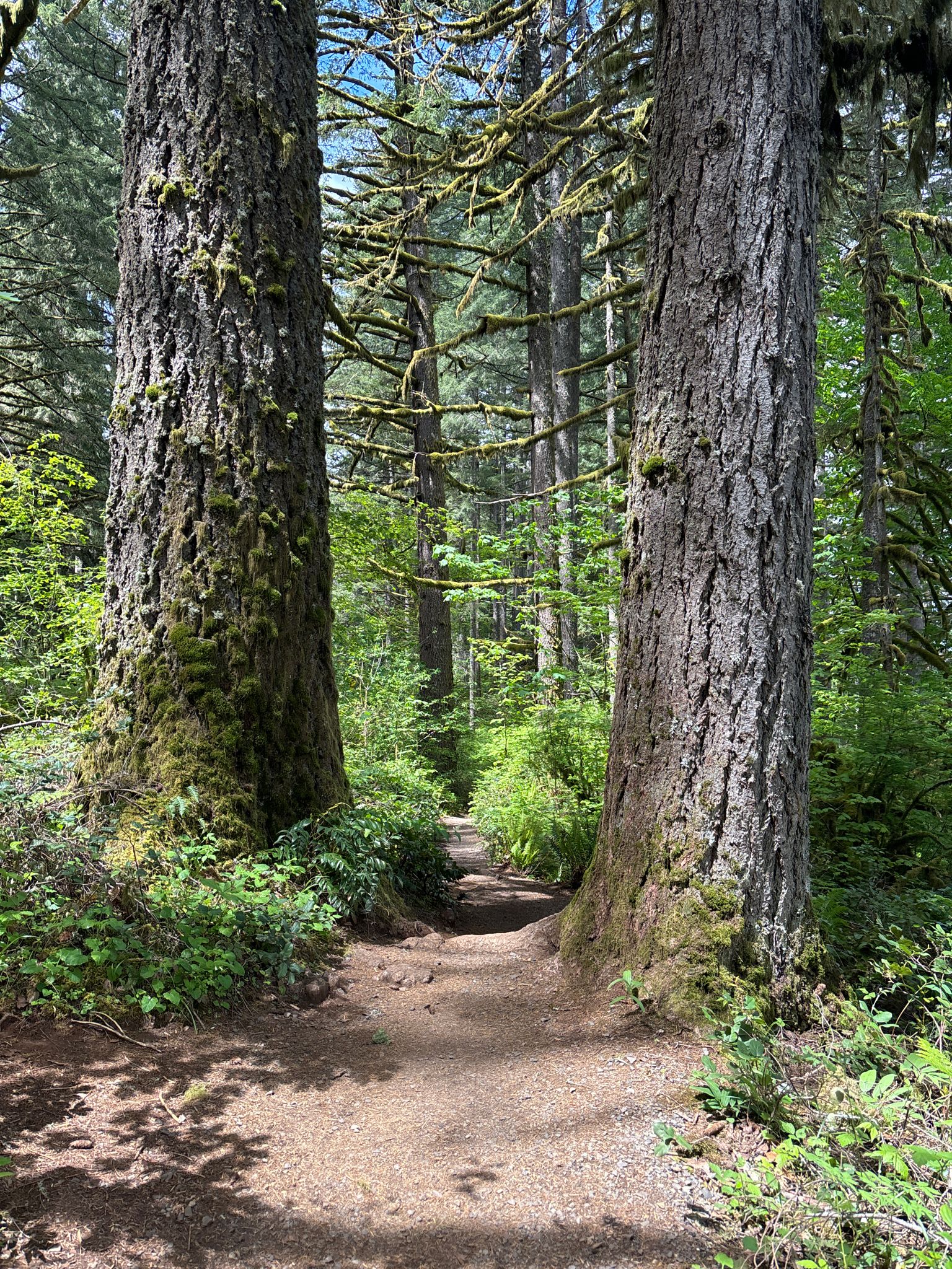 A dirt path between two massive, moss-covered tree trunks in a forest. - Winter Falls and Upper North Falls via Rim Trail