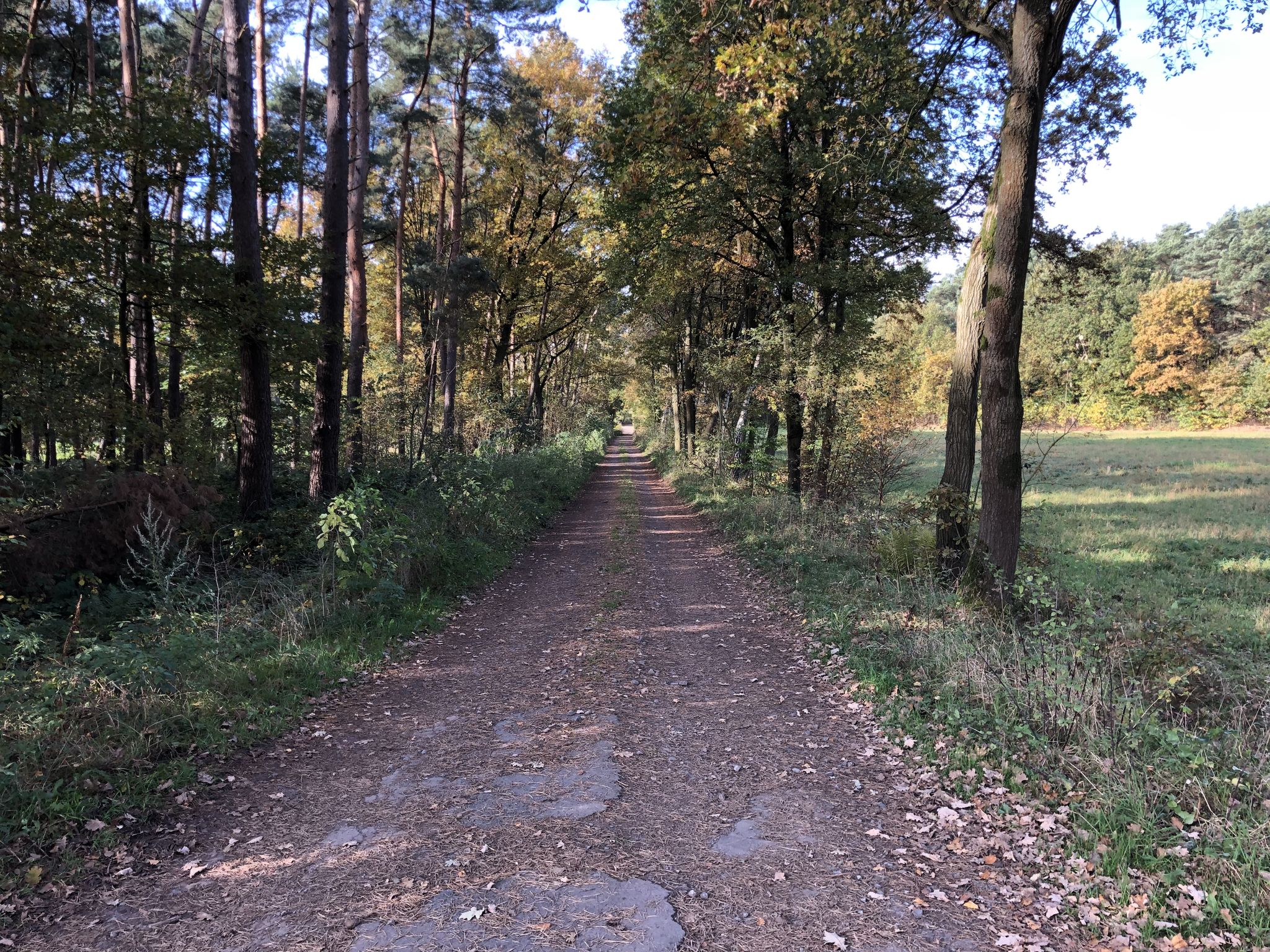 Erneut durch den Wald.