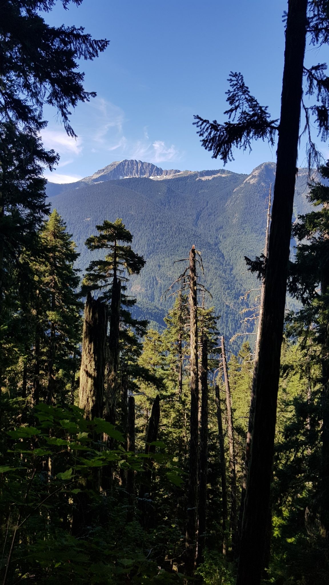 Dense forest frames a distant mountain under a bright blue sky. - Devils Dome Loop