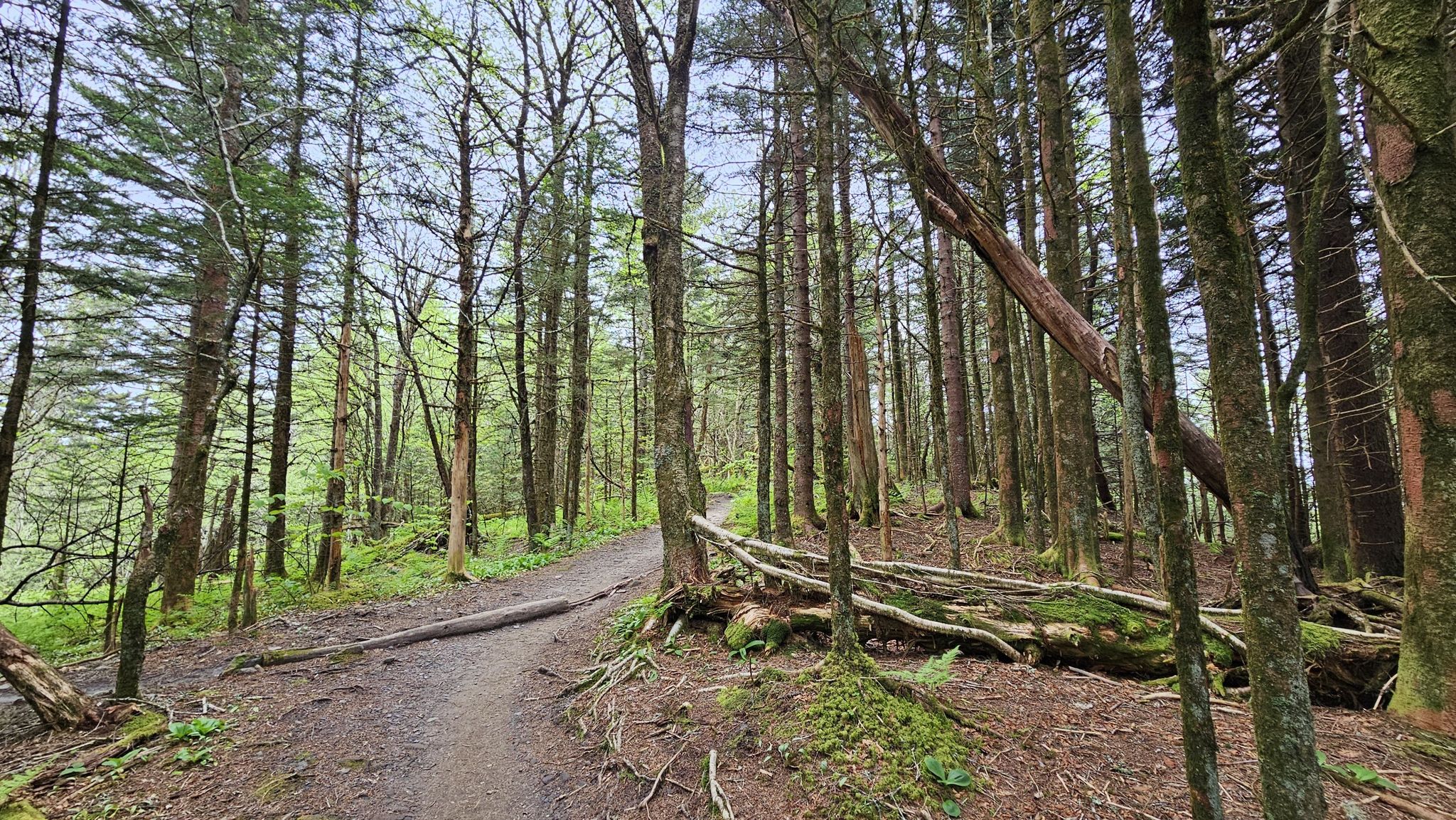 Dirt path winding through a dense forest of tall, slender trees. - Icewater Spring via Appalachian Trail