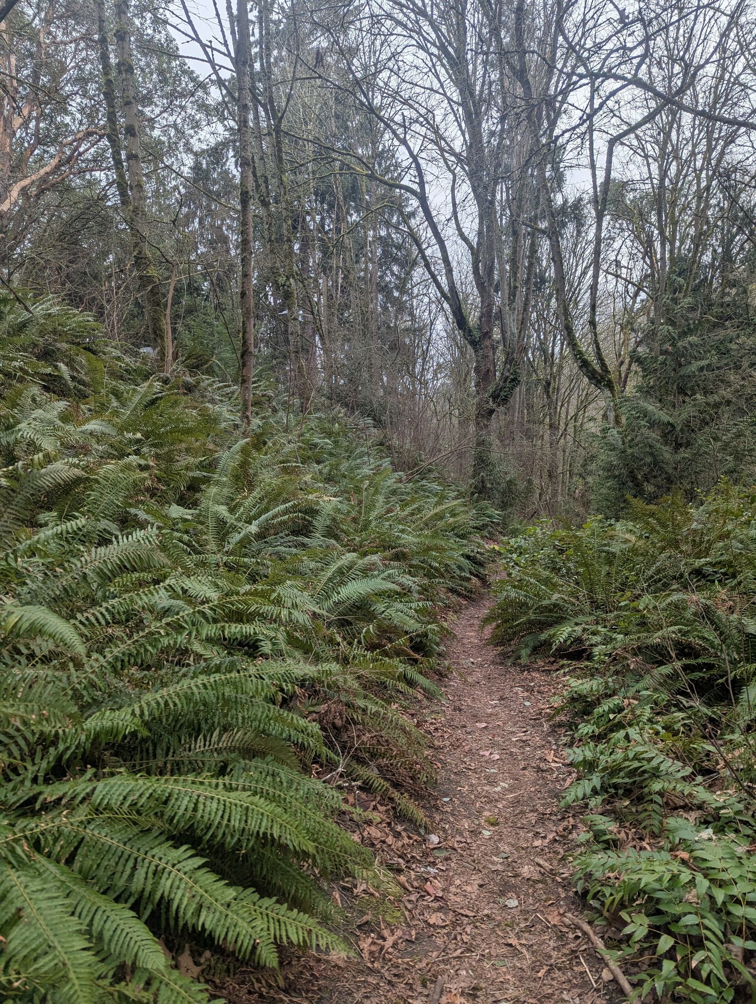 Narrow dirt path winding through dense green ferns in an overcast forest. - Frink Park loop