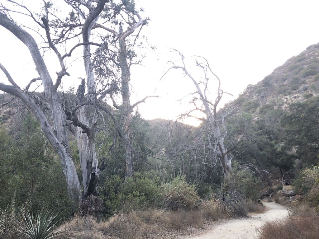 Dirt path winding through dry, gnarled trees under a hazy sky. - Gabrielino Trail