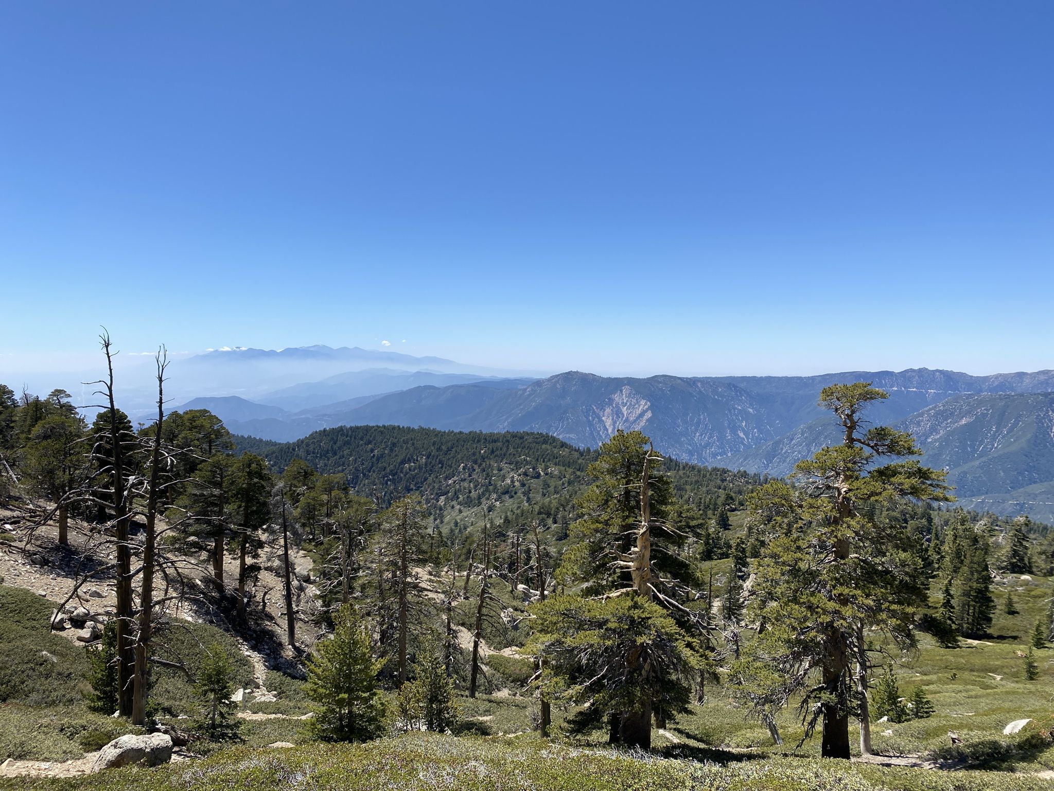 Expansive mountain range view with scattered pine trees and clear blue sky. - San Bernardino Peak Trail via Angelus Oaks