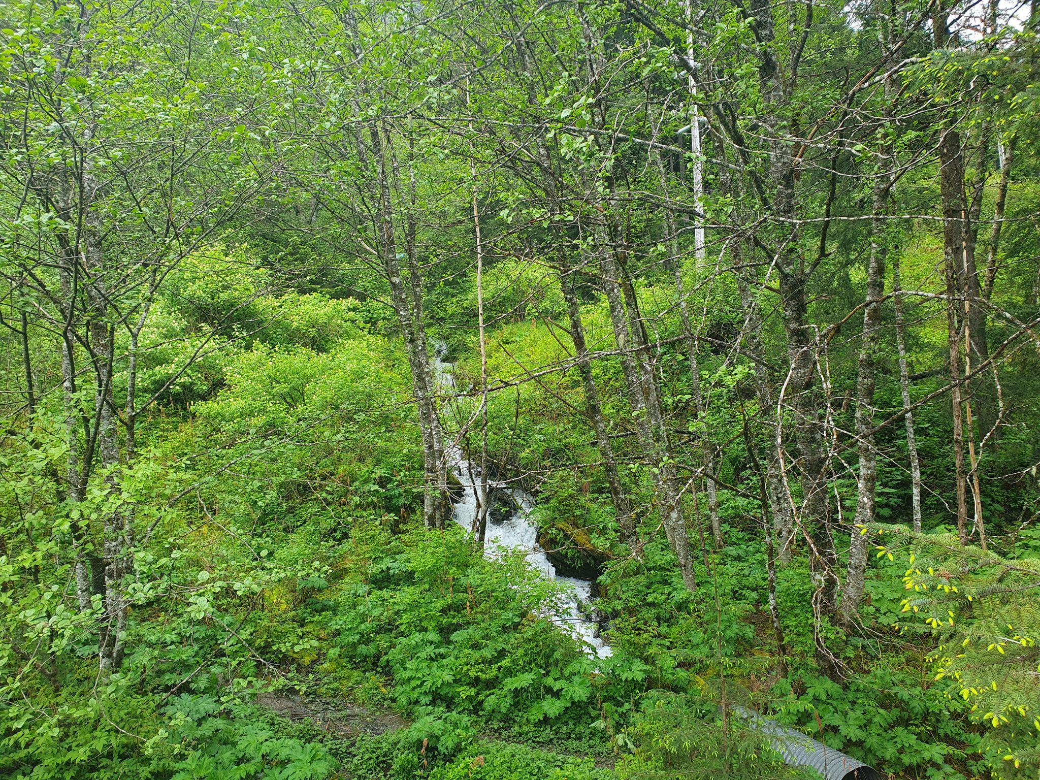 A small stream winds through a dense, lush green forest. - Cope Park – Alaska State Capitol loop from car parking