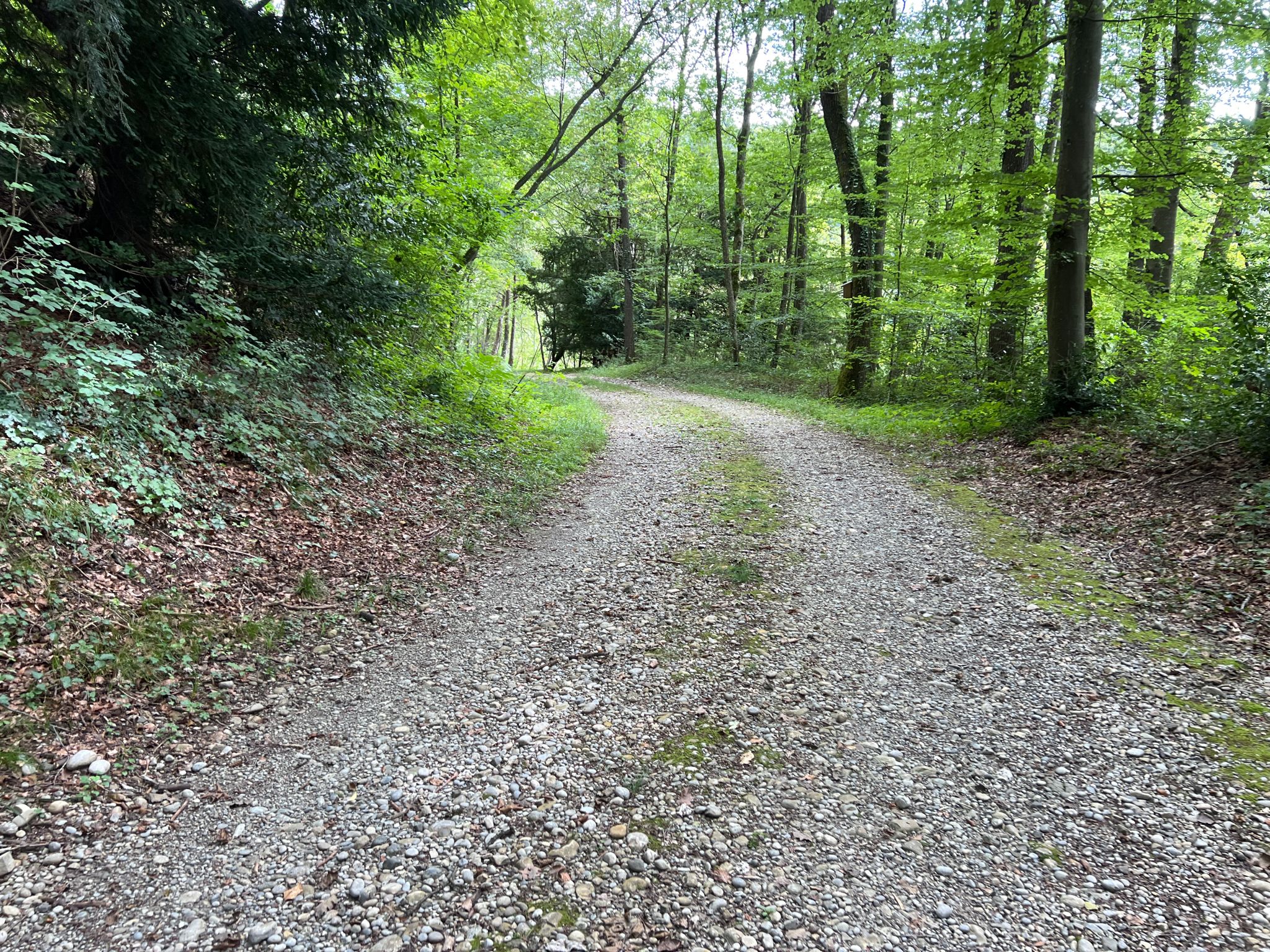 Weiter auf der Forststrasse