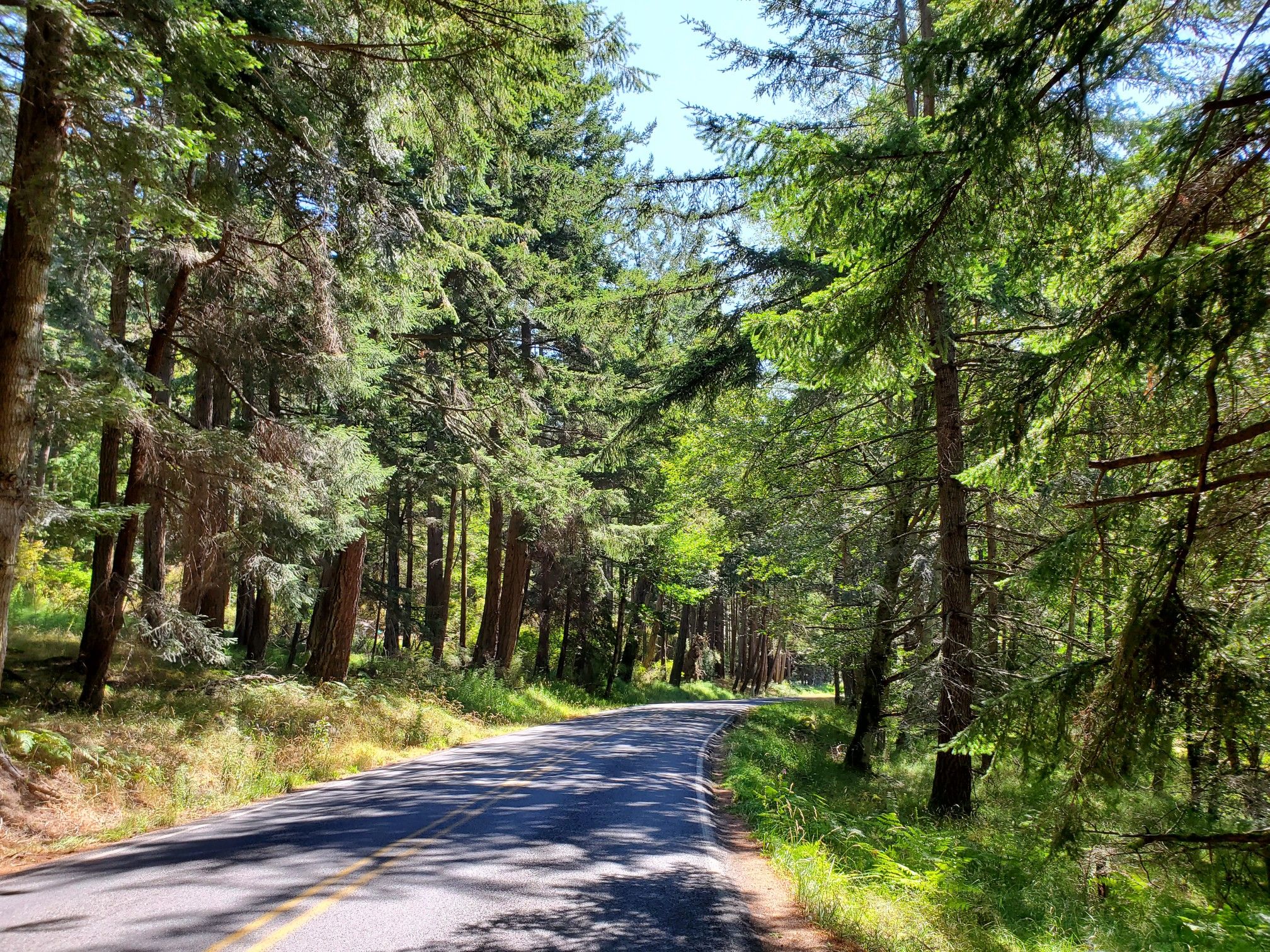 Paved road winding through a tall, sunlit evergreen forest. - Cascade Lake – Mount Constitution loop from San Juan Island National Historical Park