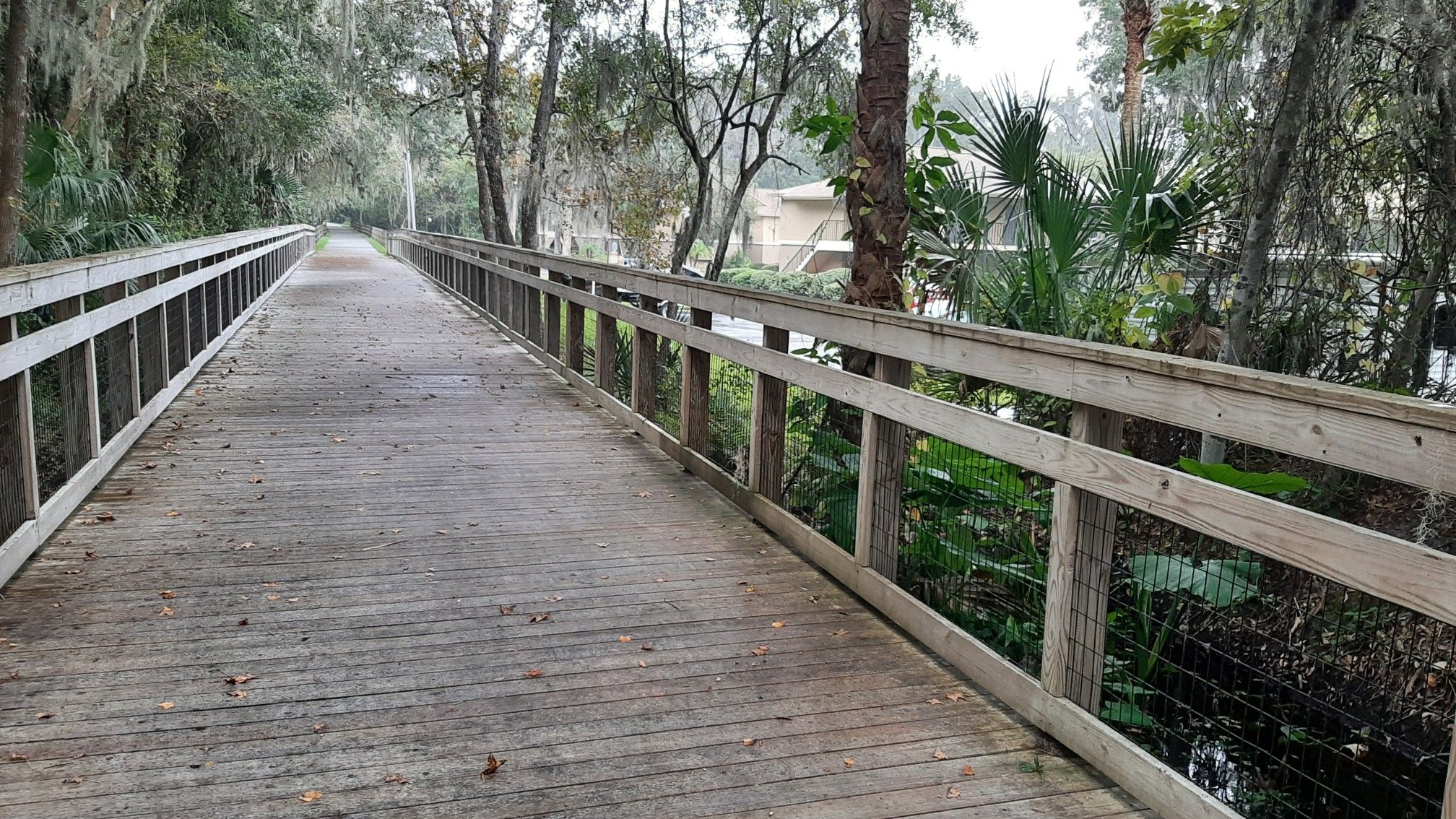 Long wooden boardwalk through a lush, green, and slightly overcast forest. - Trail to Lake Monroe Park – Gemini Springs loop from DeBary