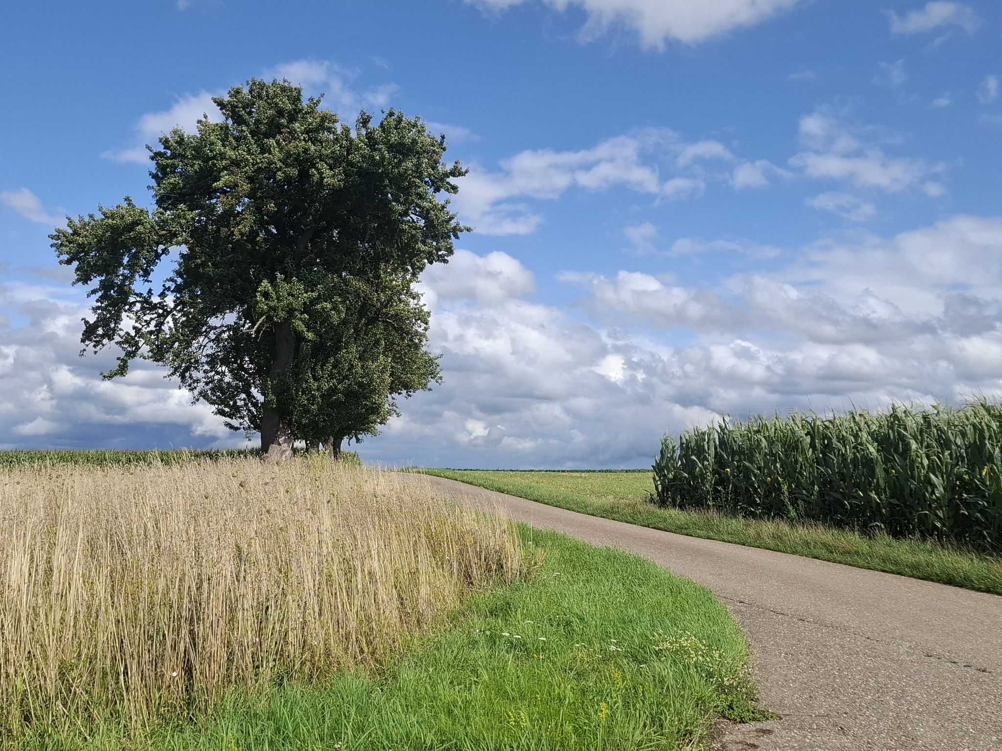 Über den Schellenberg ...