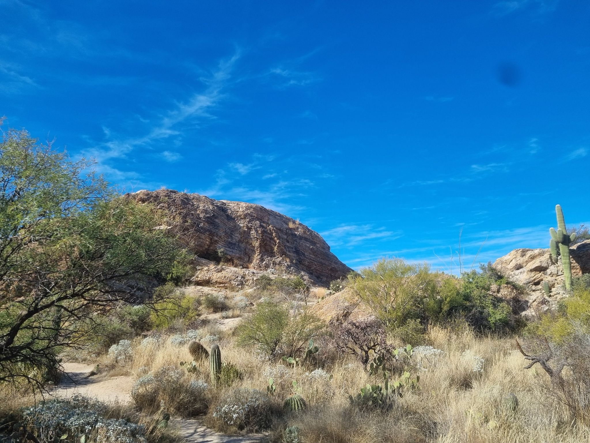 A rocky desert hill with sparse vegetation and a clear blue sky. - Javelina Rocks – Desert Ecology Trail loop from Desert Plants Garden