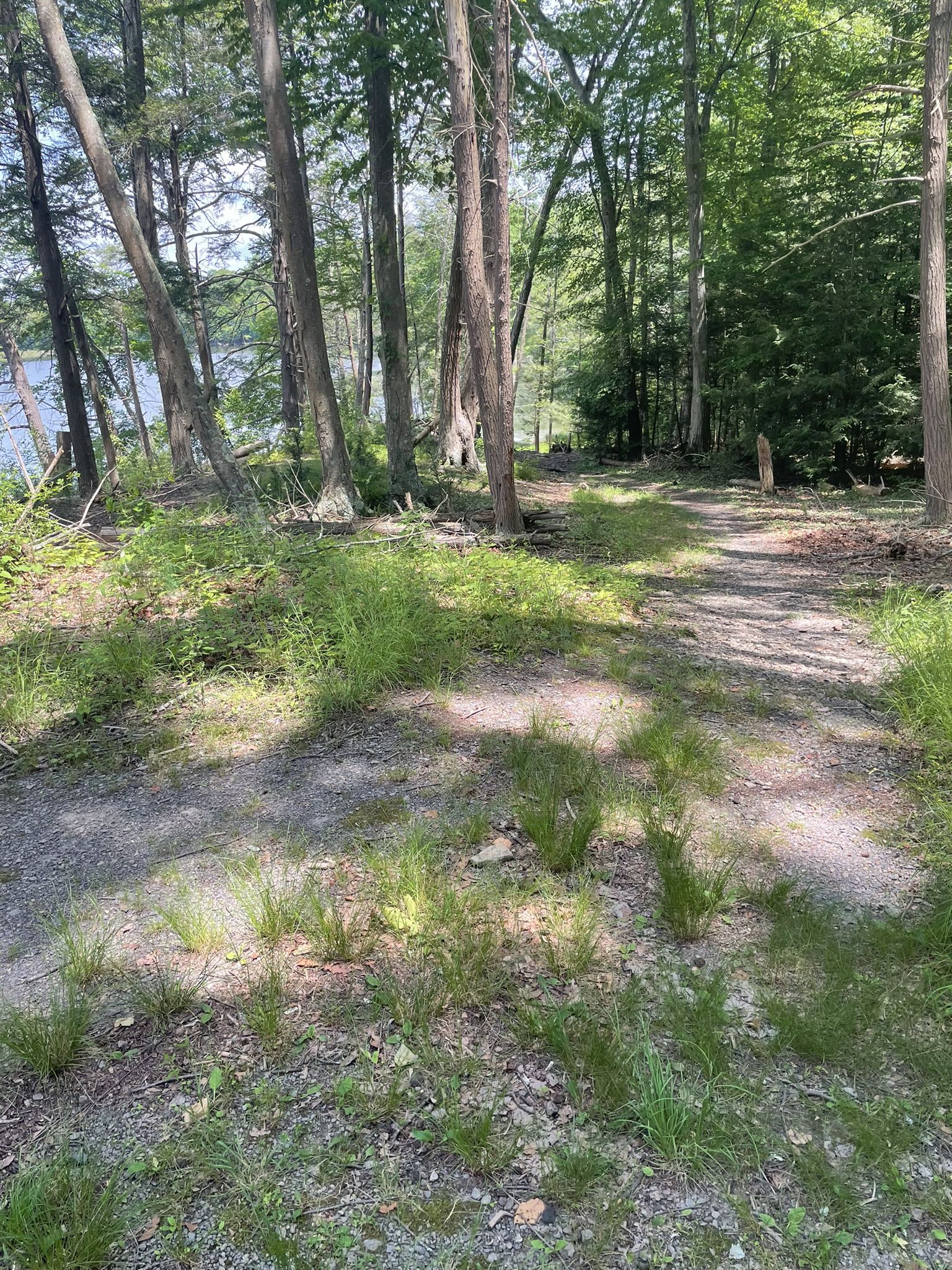 A grassy dirt path leads through sunlit woods beside a calm body of water. - Hidden Lake Trail