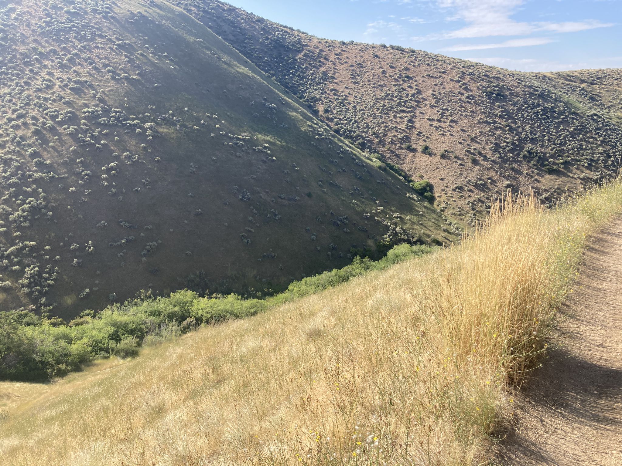 Sunny hillside with dry grass and a dirt path overlooking a green valley. - Hulls Gulch Reserve – Hulls Gulch loop from Crane Creek Hollow