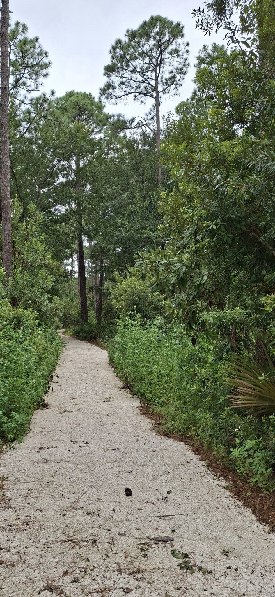 A sandy path winds through a dense green forest under an overcast sky. - Audubon Newhall Pond Loop