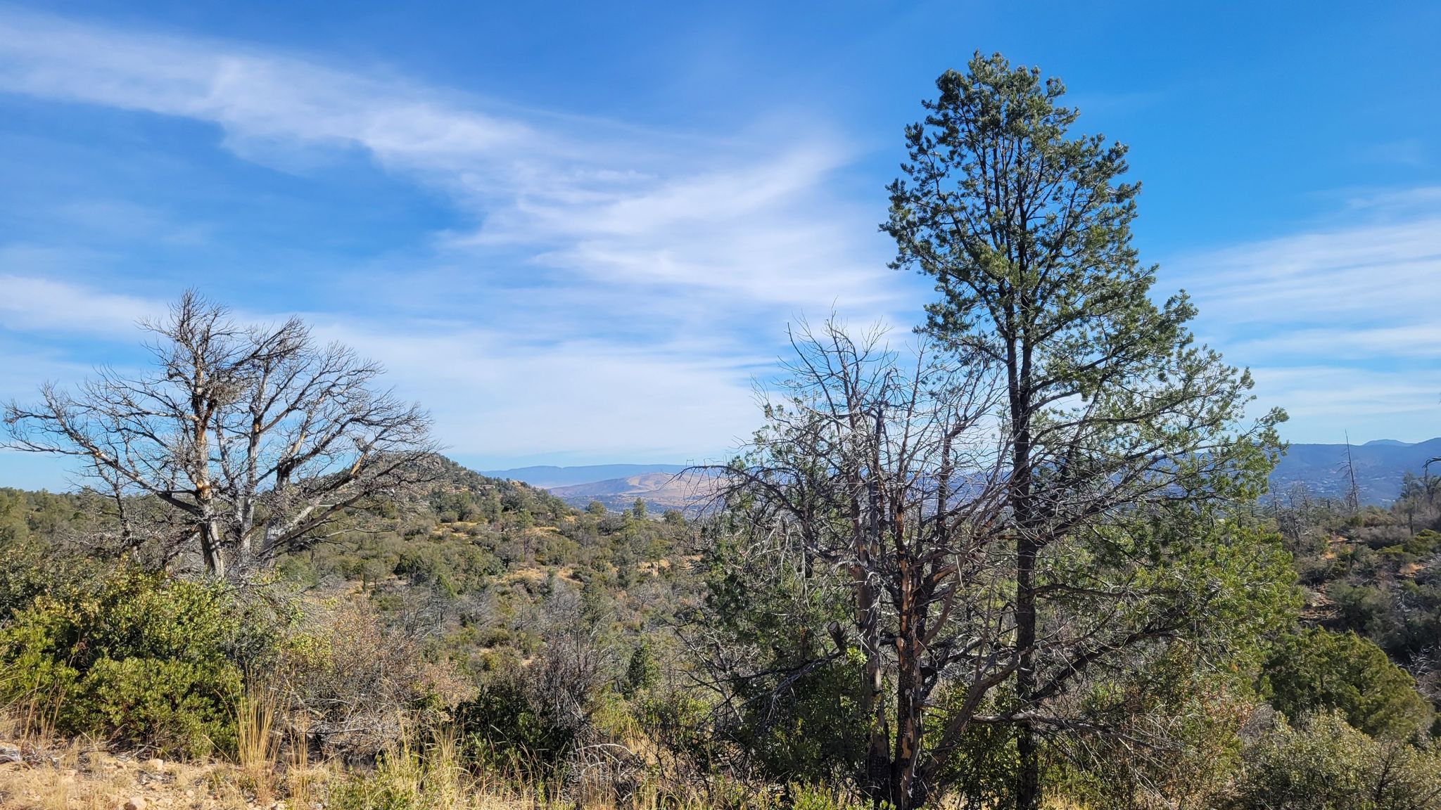 Two large trees, one dead, one alive, overlooking a sunny forested valley. - Thumb Butte to Cowboy Prayer