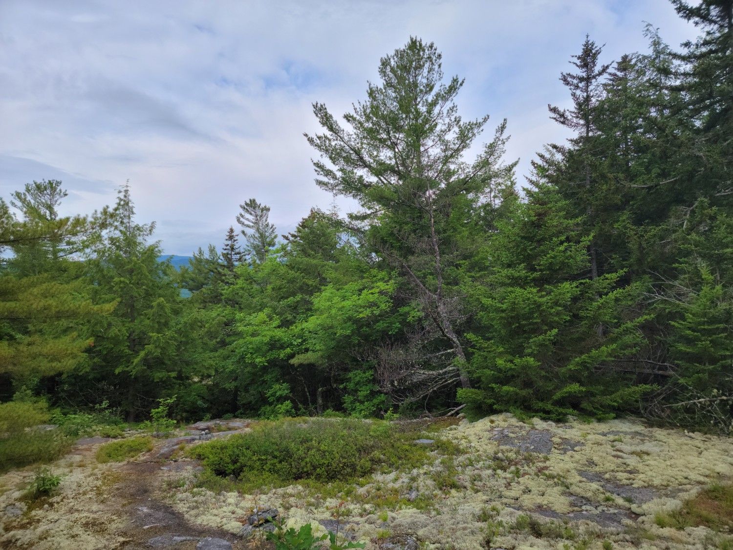 Mossy rocky ground at the edge of a dense green forest under cloudy skies. - Bald Knob and Mount Crosby Trail