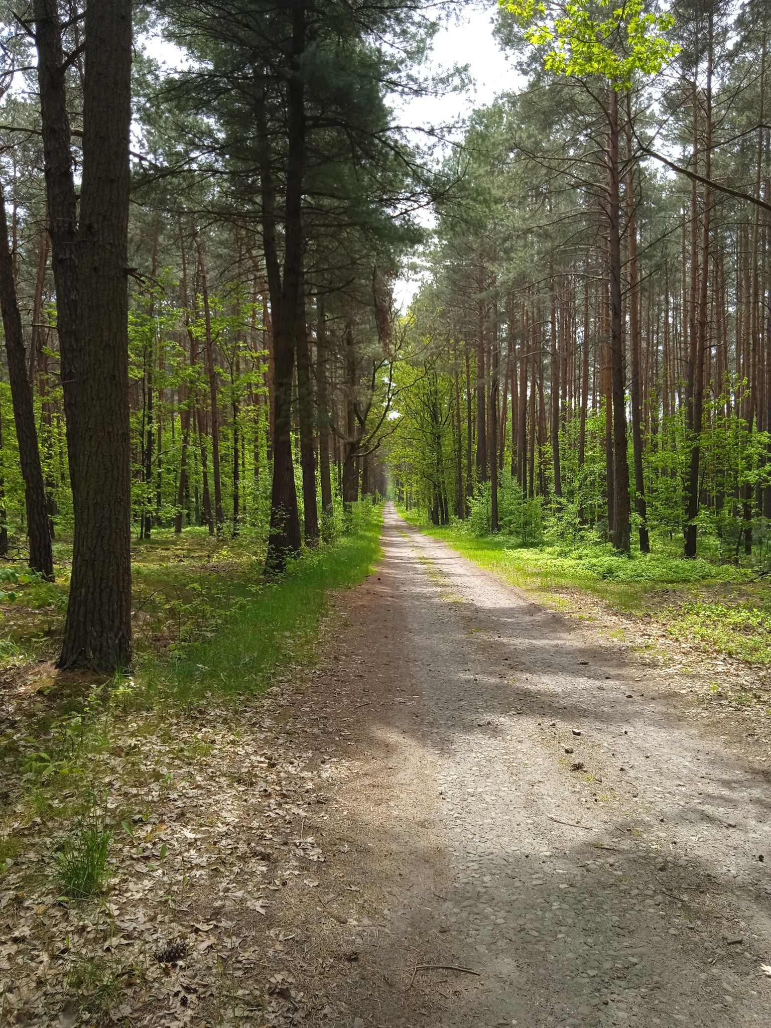 piękna trasa przez las