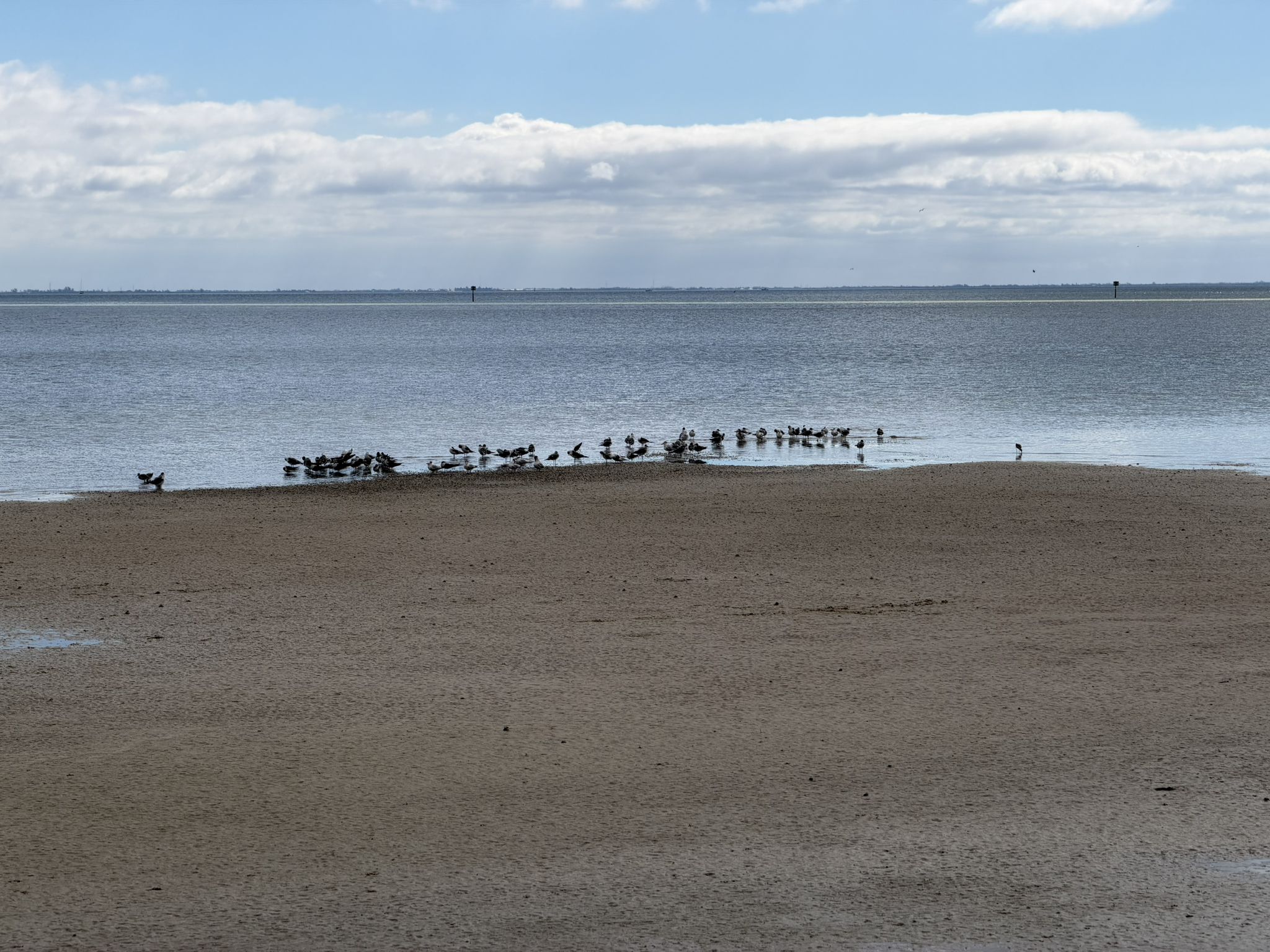 Flock of birds on a sandy shore next to a wide body of water. - Coffee Pot Park – View of St. Pete Pier loop from Gandy