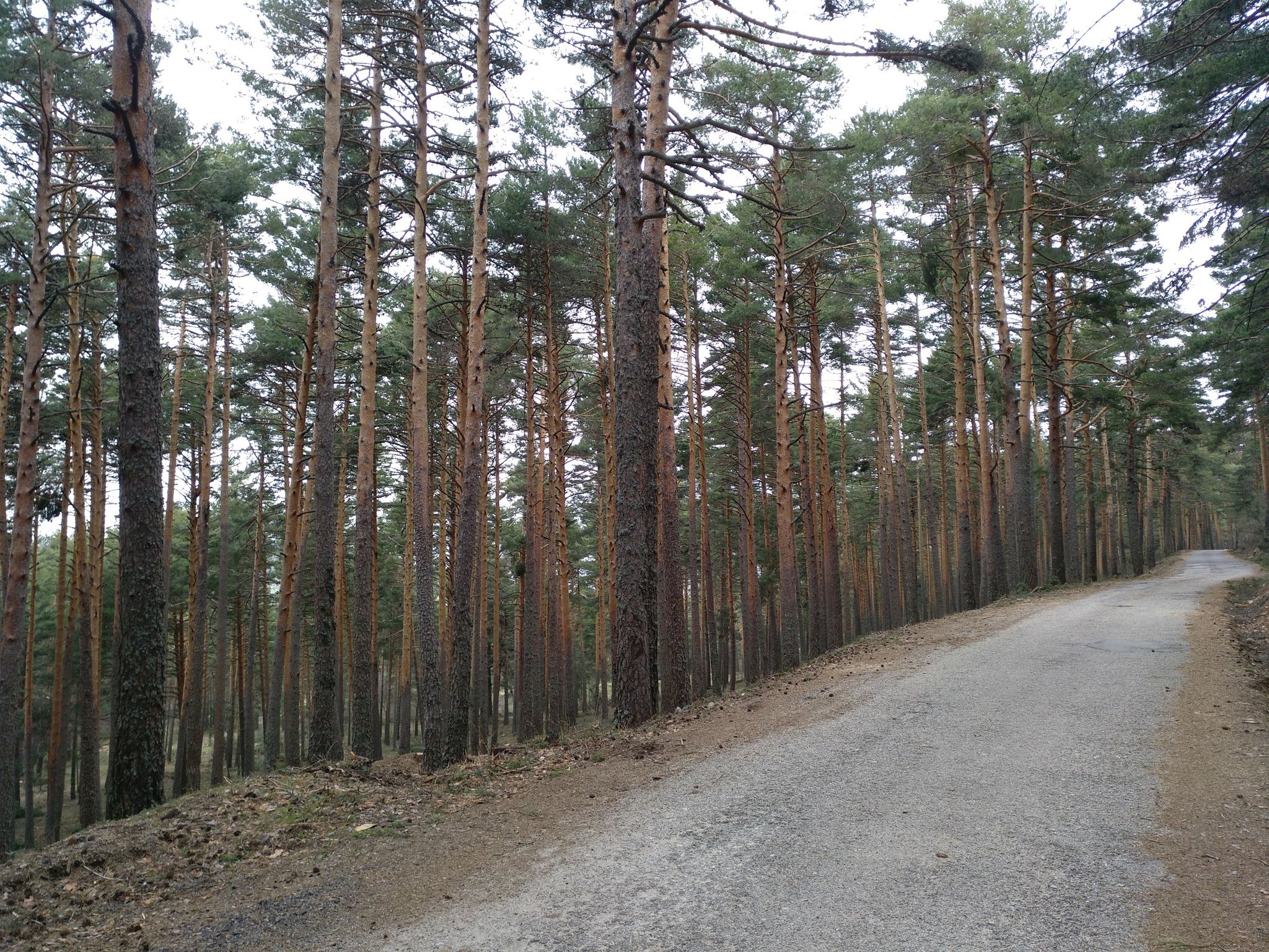 pine