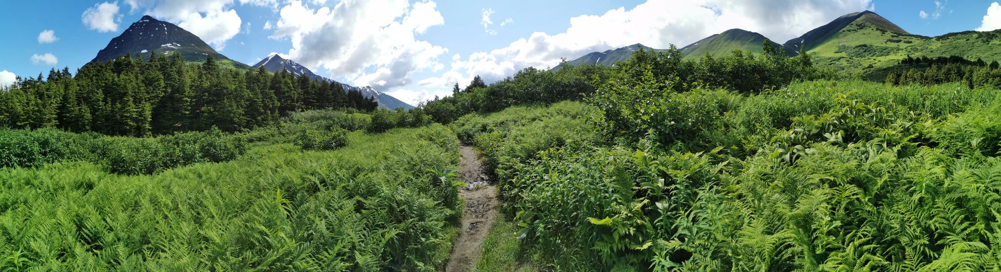 A narrow dirt path winds through lush green ferns towards distant mountains. - Carter Lake Trail