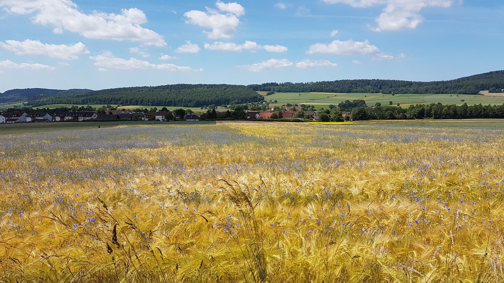 Das blaue Feld