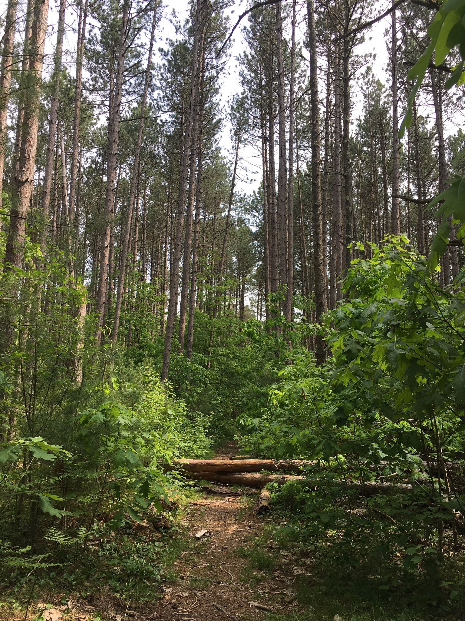 Forest path blocked by fallen logs, surrounded by tall pines and green undergrowth. - Cook Conservation Area Loop