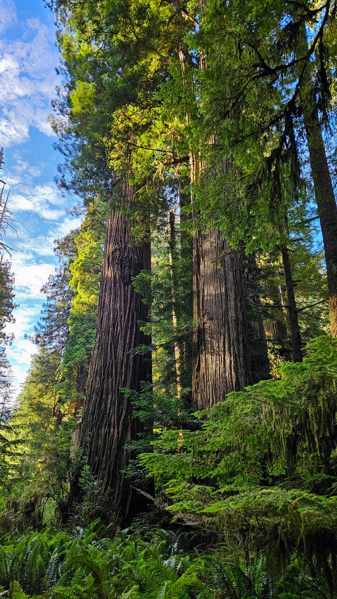 Towering ancient trees with green foliage reaching towards a bright blue sky. - Simpson-Reed Grove loop