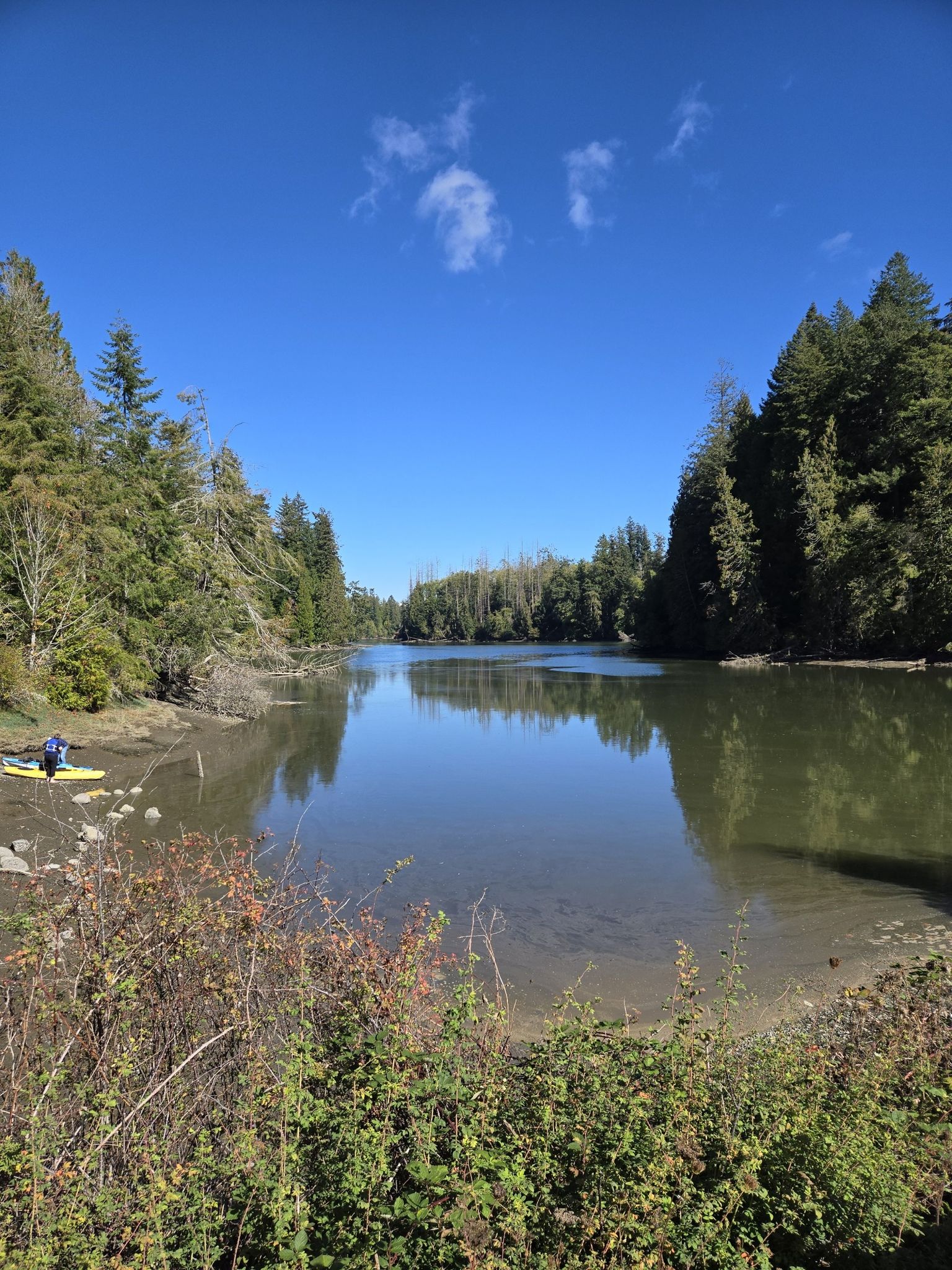 Calm river winding through dense green forest under a clear blue sky. - Woodard Bay Overlook Trail