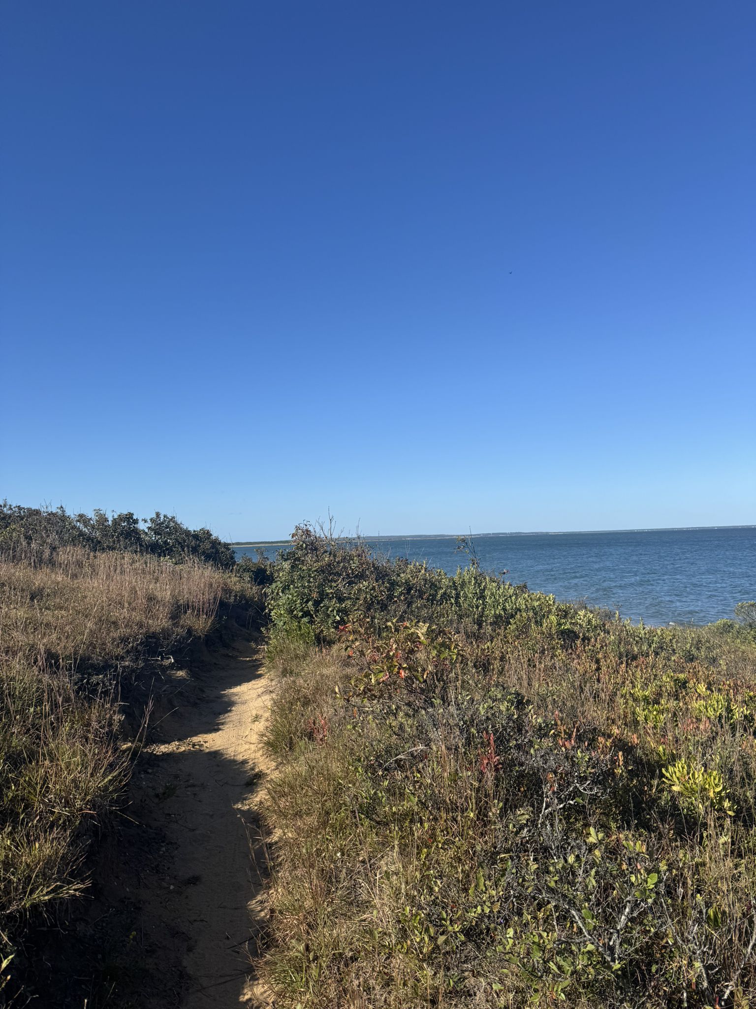 A sunny dirt path winds through coastal vegetation towards calm blue water. - Paumanok Path Loop in Hither Hills