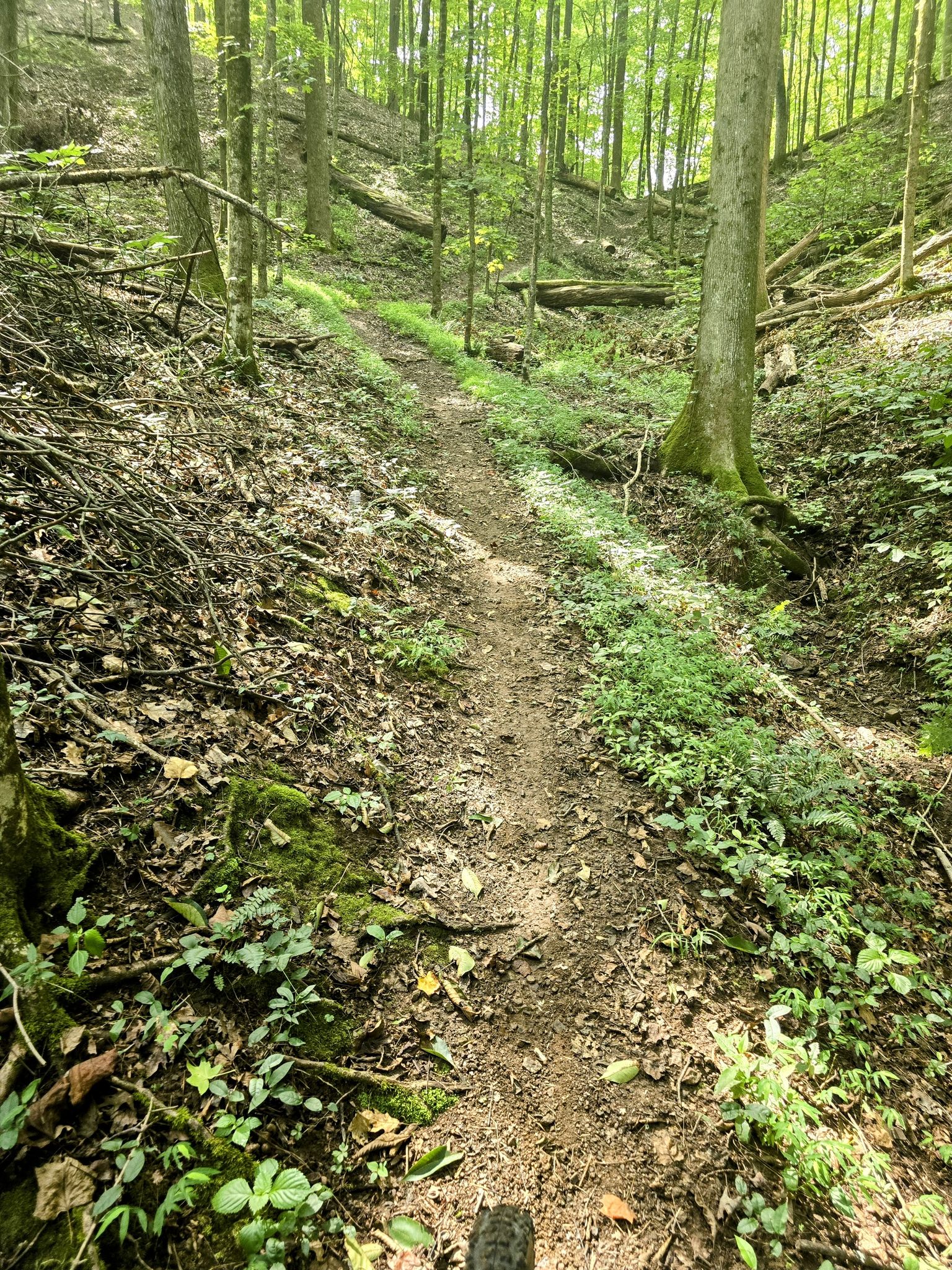 Narrow dirt trail winding uphill through a sun-dappled green forest. - Melton Hill Lake Picnic Area loop from Haw Ridge Park