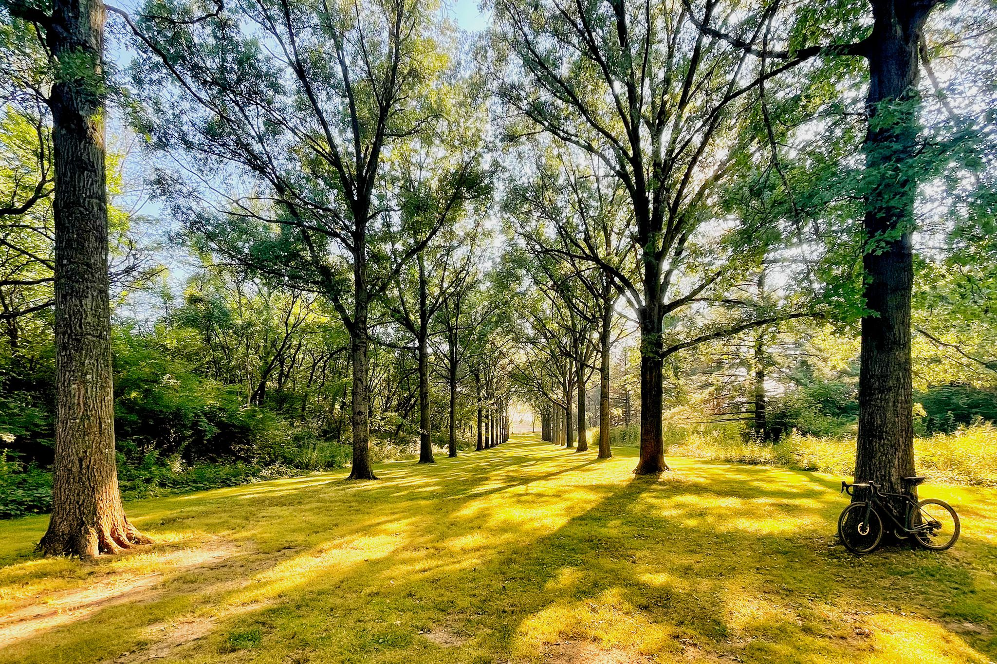 A sunny, tree-lined path with a bicycle leaning against a tree. - Danada Forest Preserve – Herrick Lake loop from Wheaton