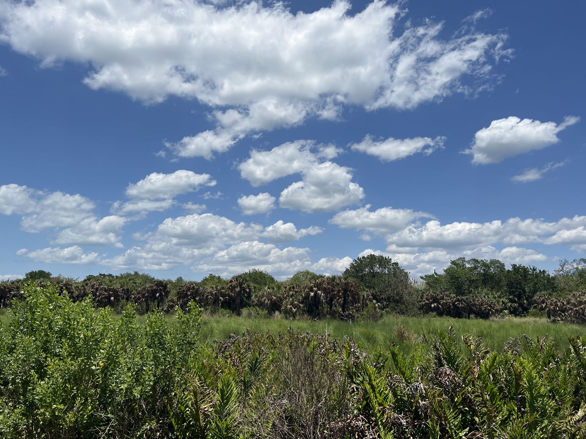 A vibrant green field under a bright blue sky with fluffy white clouds. - Sanibel Island Bike Path – Blind Pass Bridge loop from Albright Key