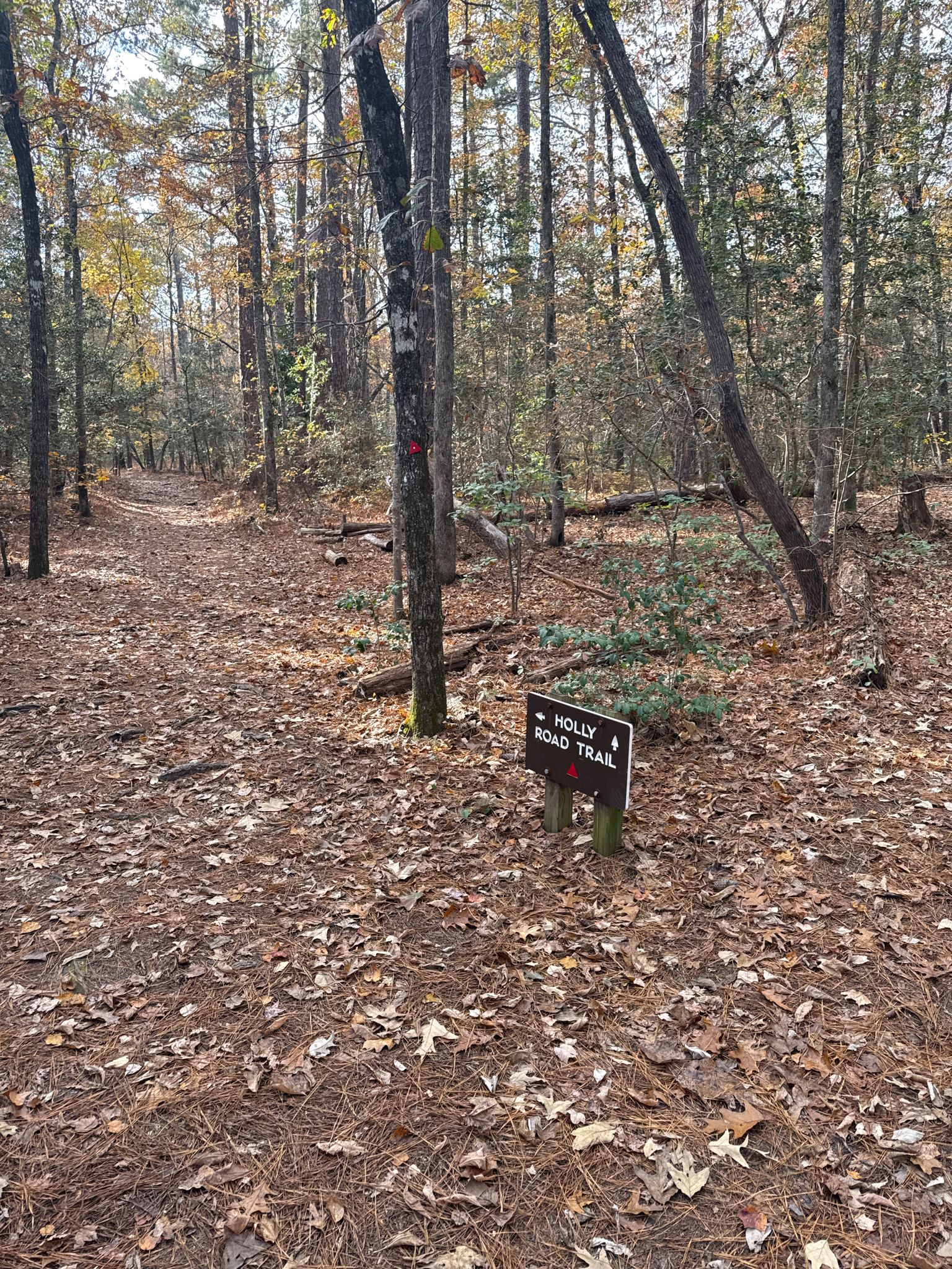 A trail sign stands beside a leaf-covered path in a dense forest. - Running loop from Weymouth Woods-Sandhills Nature Preserve-Museum