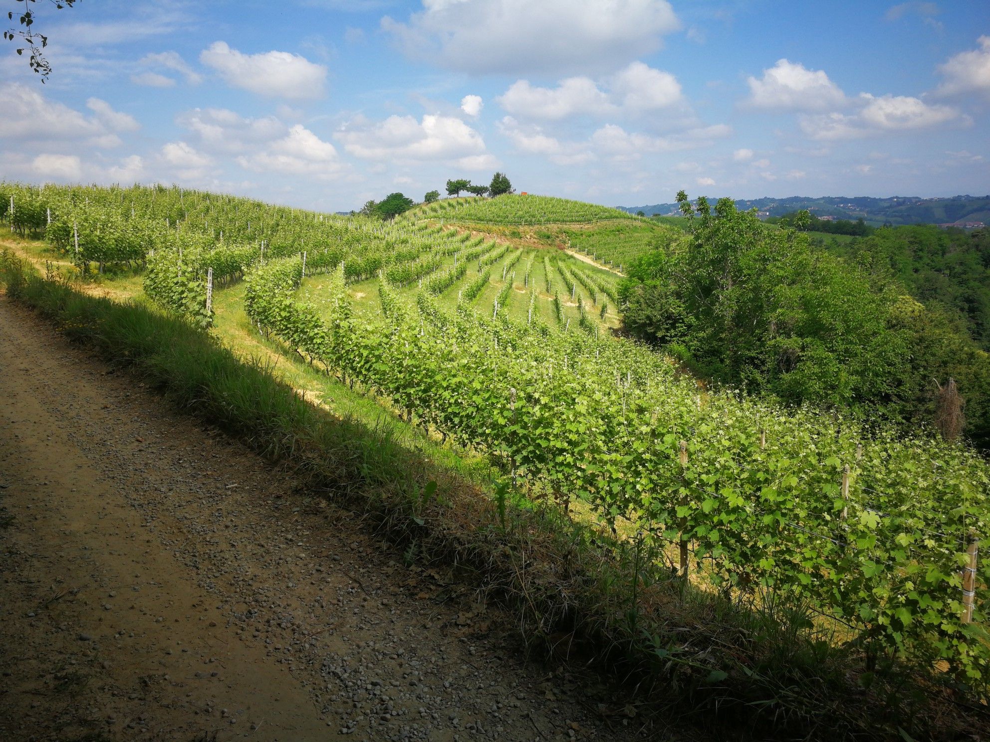 le vigne