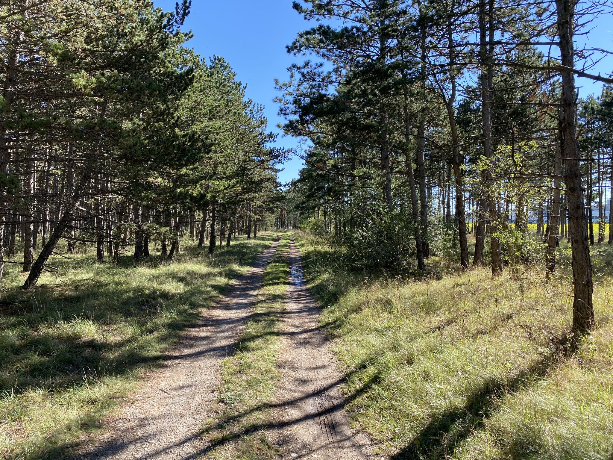 Waldweg