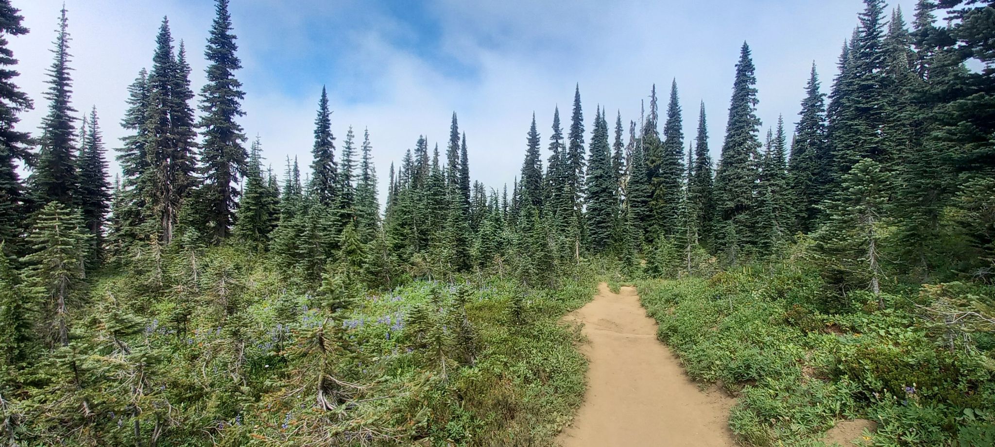 Dirt path winding through a dense evergreen forest under a cloudy sky. - View of Mount Rainier – Dewey Lakes Overlook loop from Chinook Pass