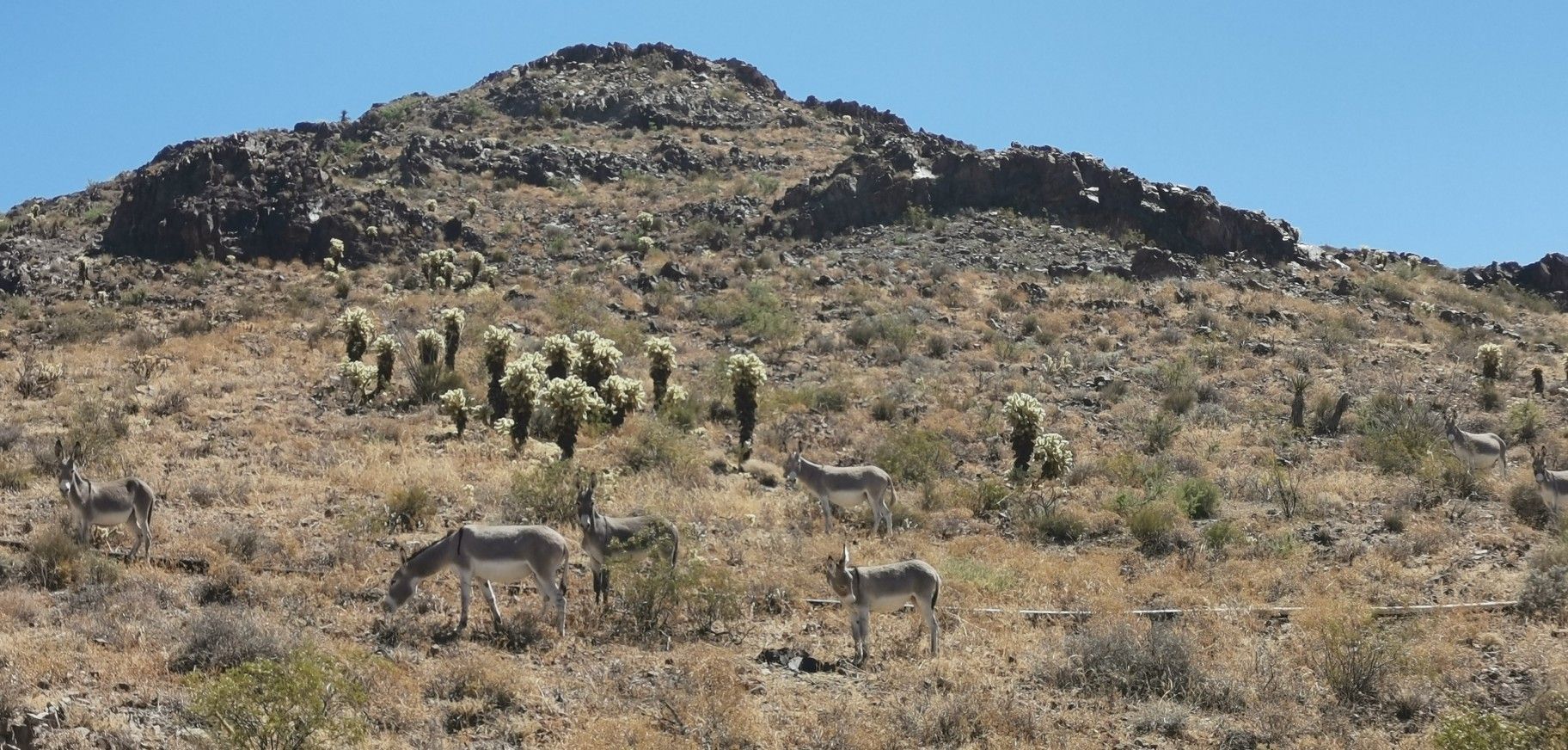 Wild donkeys graze on a sunny, rocky desert hillside with cacti. - Bullhead City to Oatman via Silver Creek Road